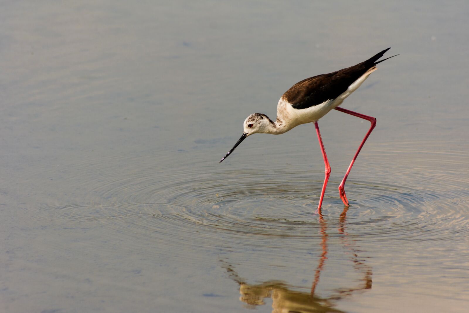 Nikon D7200 sample photo. Bird, landscape, spring photography