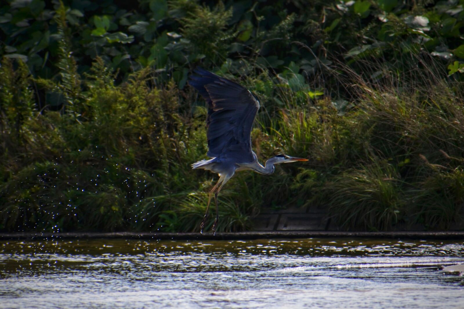 VR 70-300mm f/4.5-6.3G sample photo. Animal, river, waterside photography