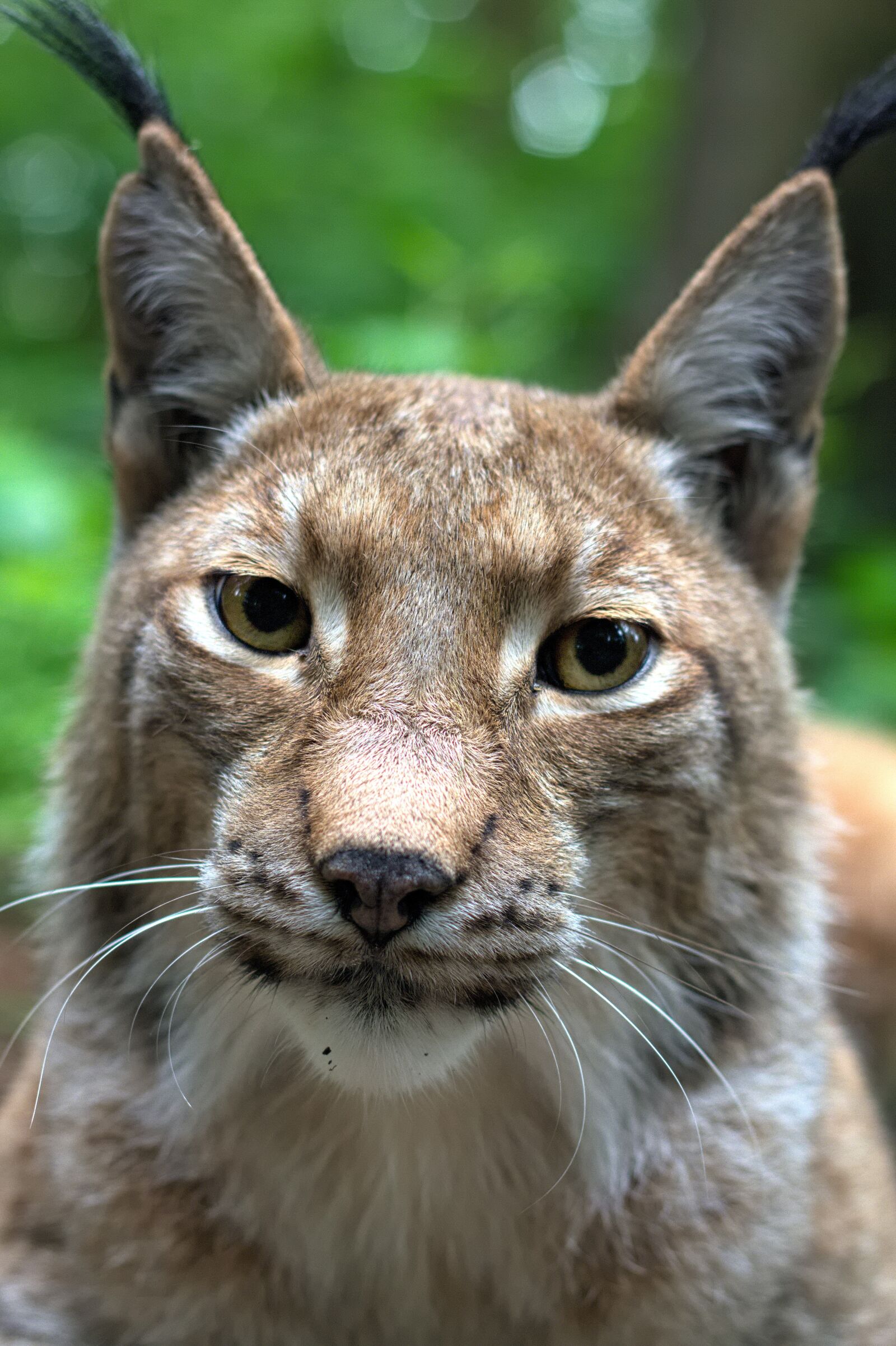 Canon EOS 7D sample photo. Lynx, cat, felidae photography