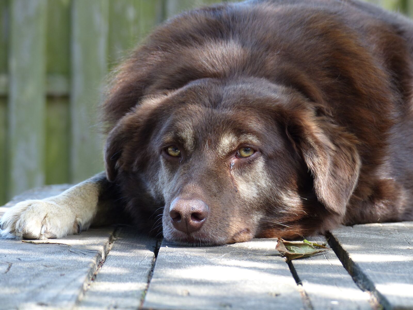 Panasonic Lumix DMC-FZ200 sample photo. Dog, dogs, brown photography