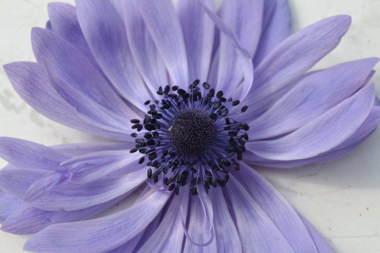 Nikon D3100 sample photo. Flower, plant, nature photography