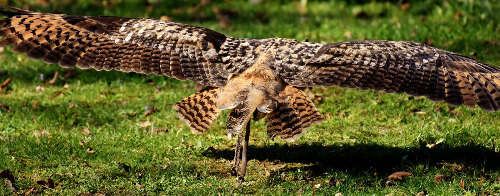 Nikon D7200 sample photo. Owl, flight, flying photography