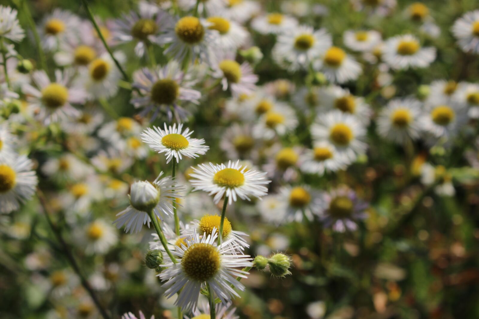 Canon EOS 600D (Rebel EOS T3i / EOS Kiss X5) sample photo. Flower, nature, prato photography