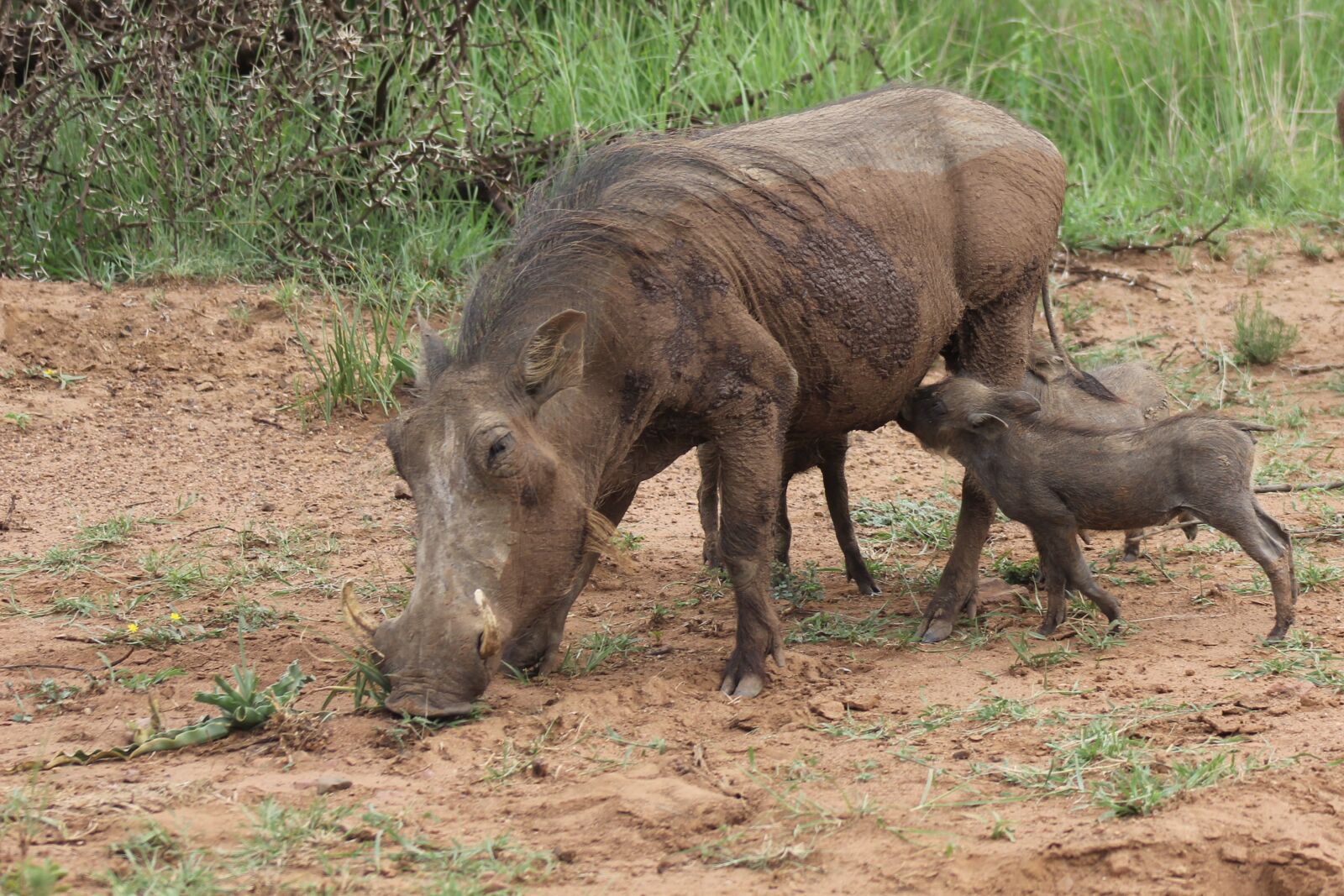 Canon EOS 60D sample photo. Warthog, suckling, young photography