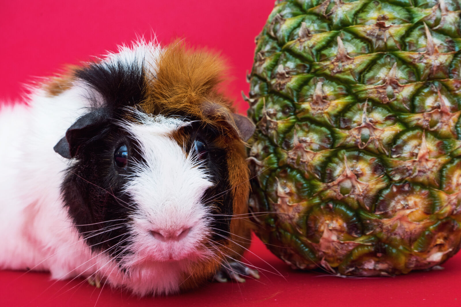 Sony a7 II + Sony FE 28-70mm F3.5-5.6 OSS sample photo. Adorable, animal, breed, close photography