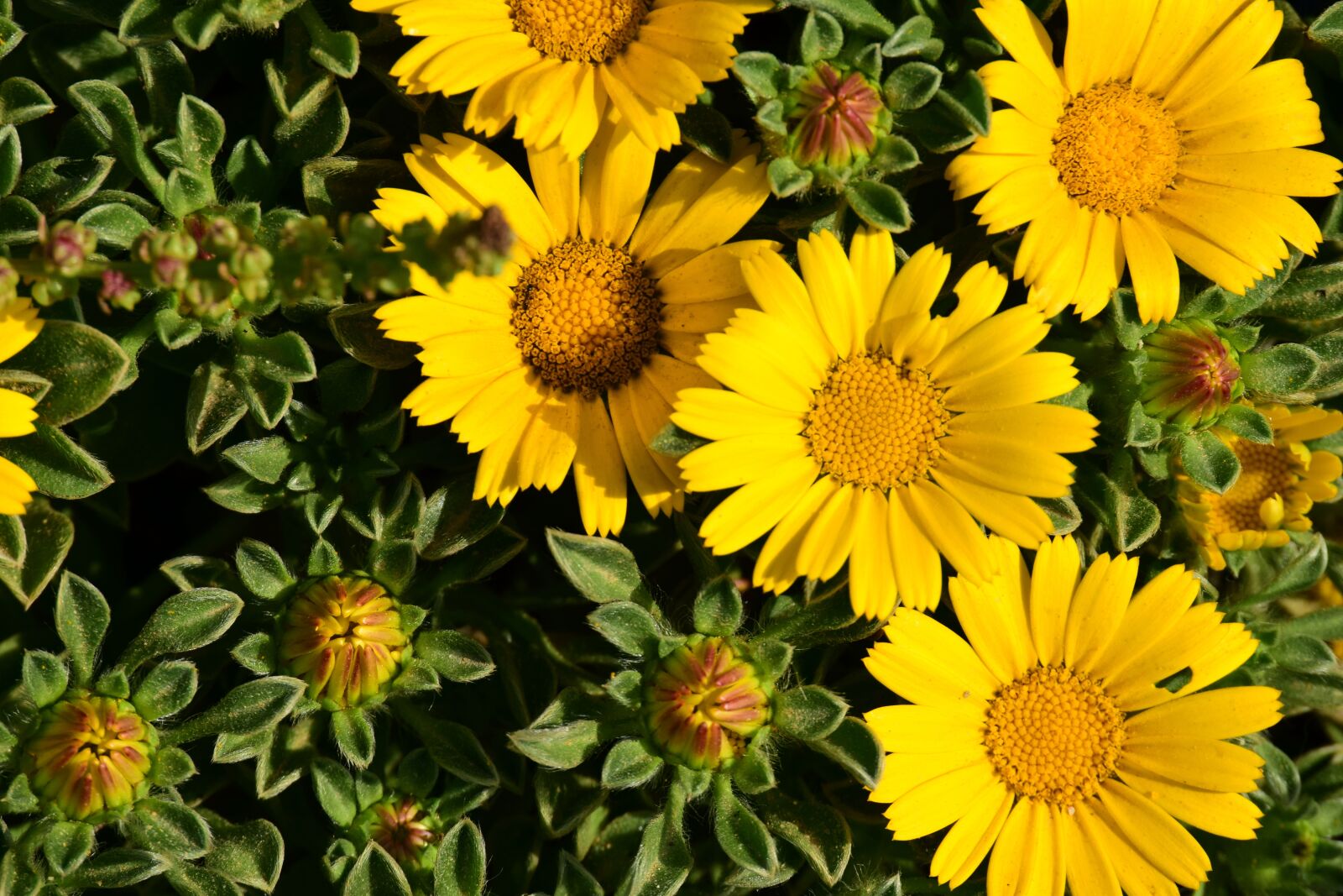 Nikon D3300 sample photo. Flowers, yellow, yellow flower photography