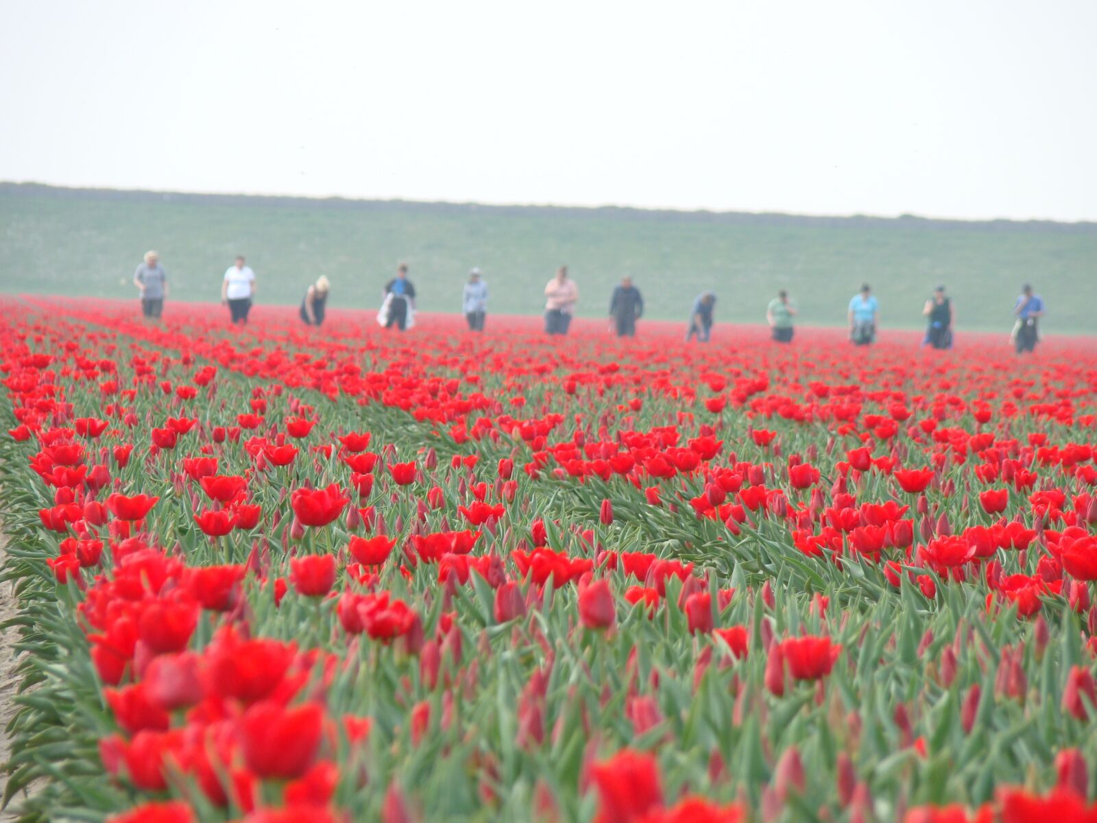 Sony Cyber-shot DSC-H50 sample photo. Tulips, agriculture, holland photography