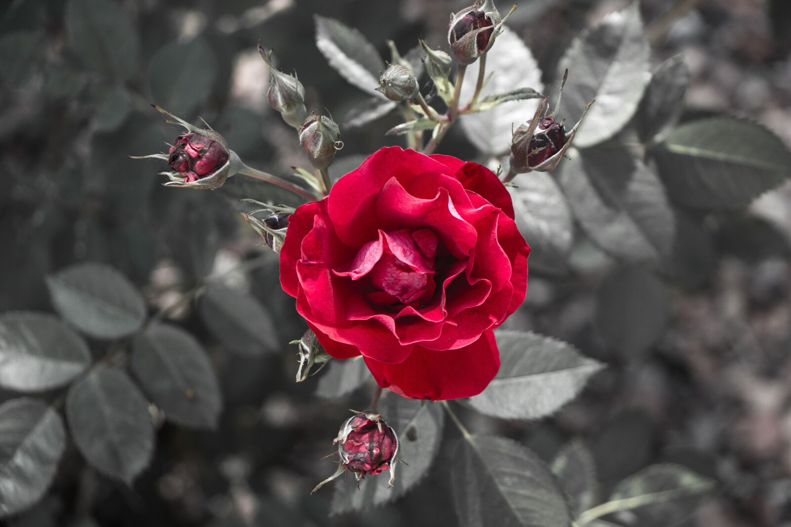 Canon EOS 700D (EOS Rebel T5i / EOS Kiss X7i) sample photo. Rose, red, cluster photography