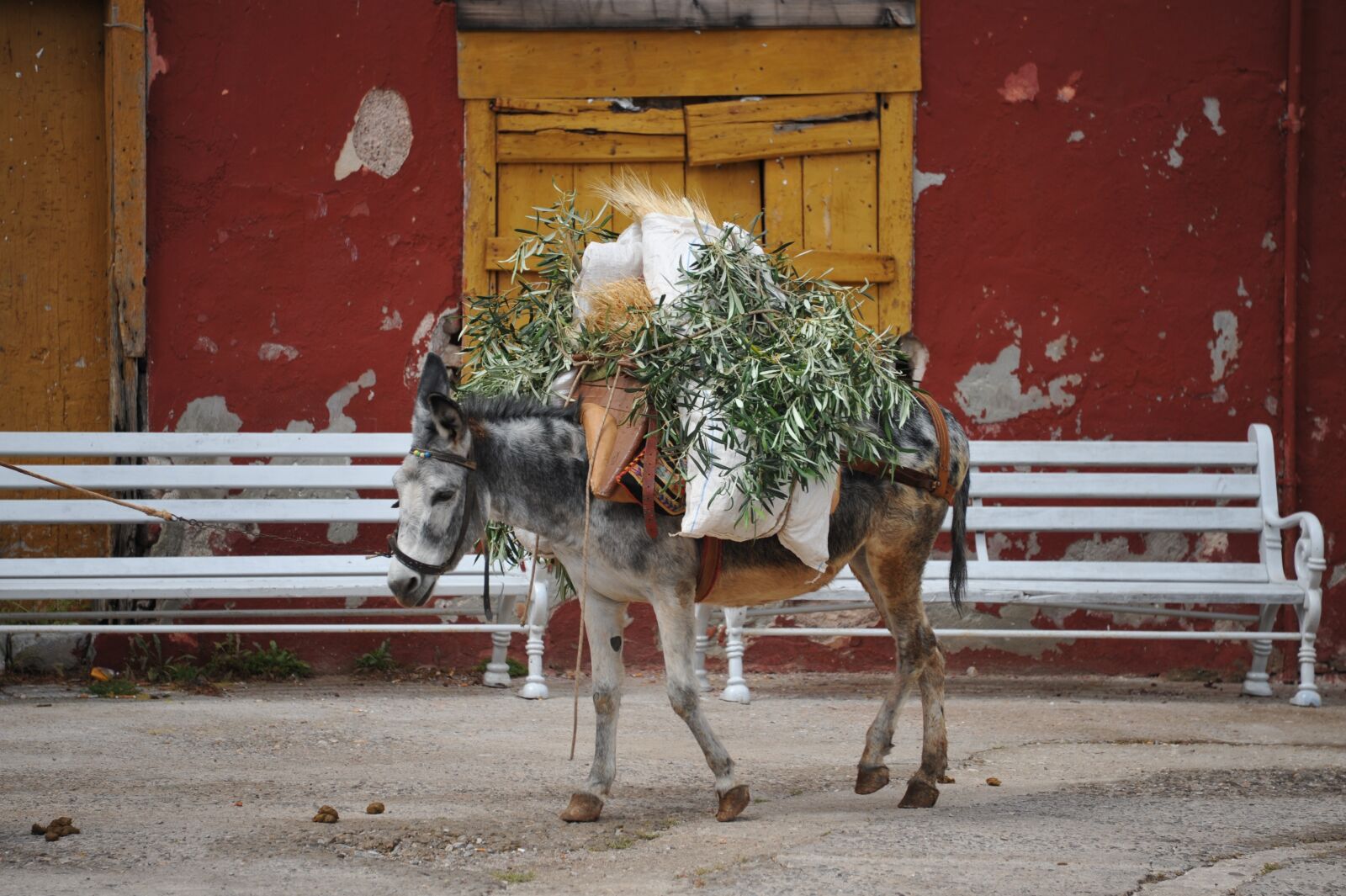 Nikon D700 sample photo. Donkey, greece photography