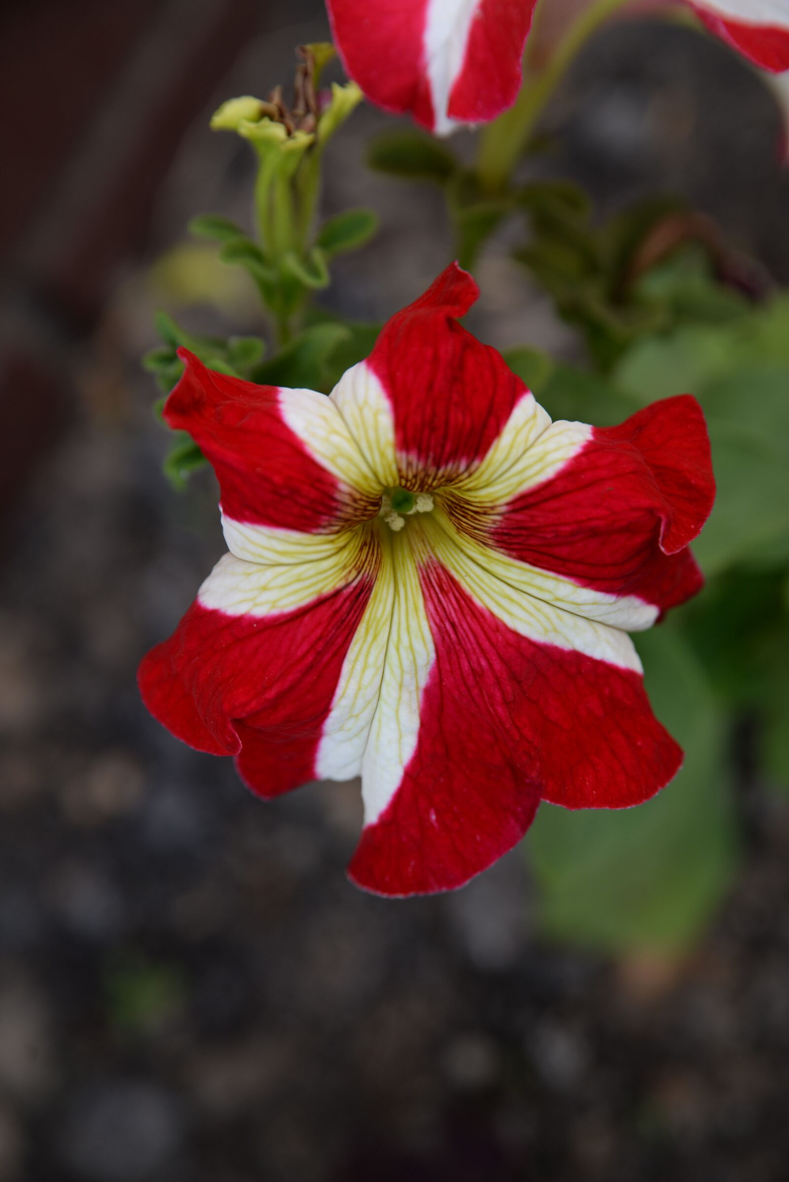 Nikon D610 sample photo. Flowers, flower, nature photography