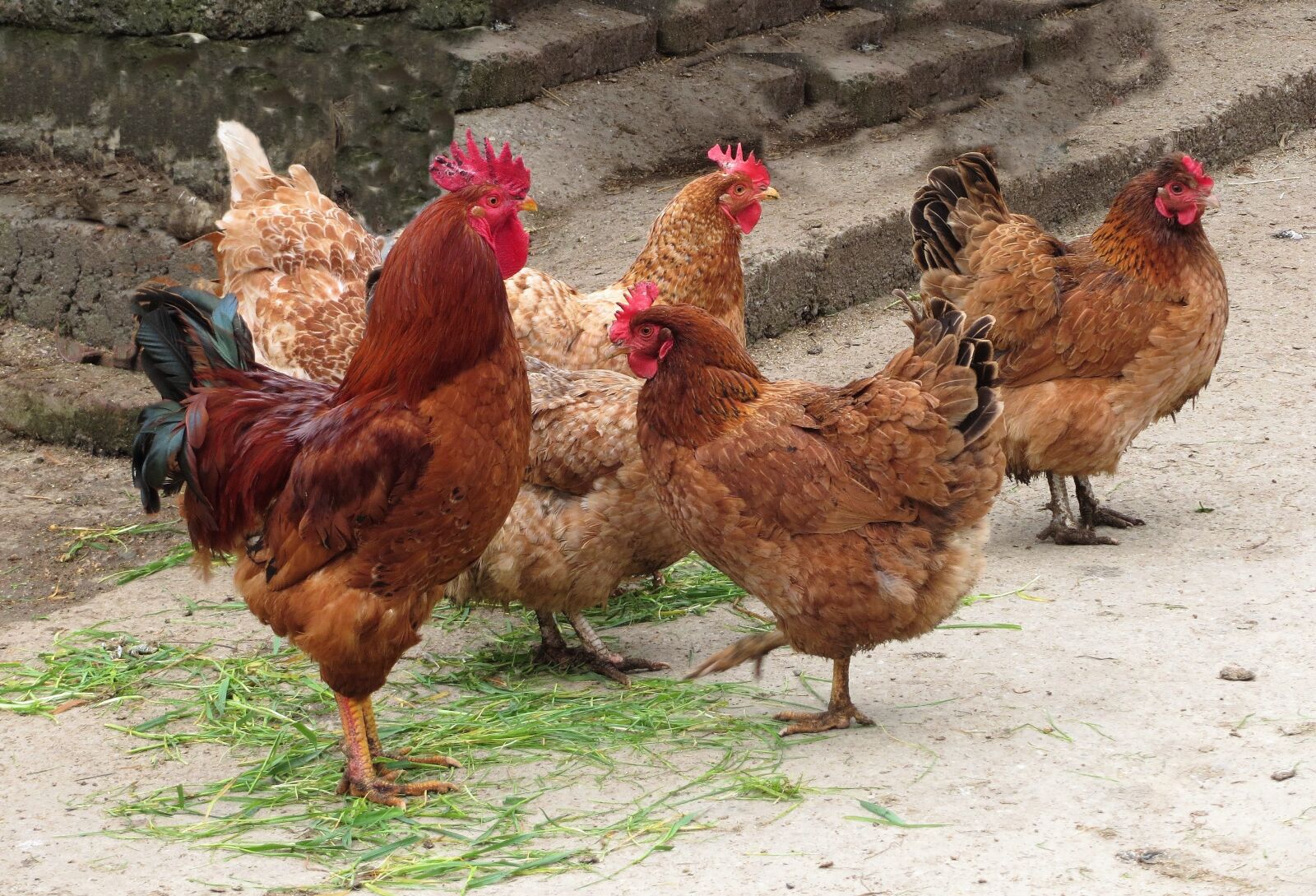 Canon PowerShot SX240 HS sample photo. Hens, poultry, farm photography