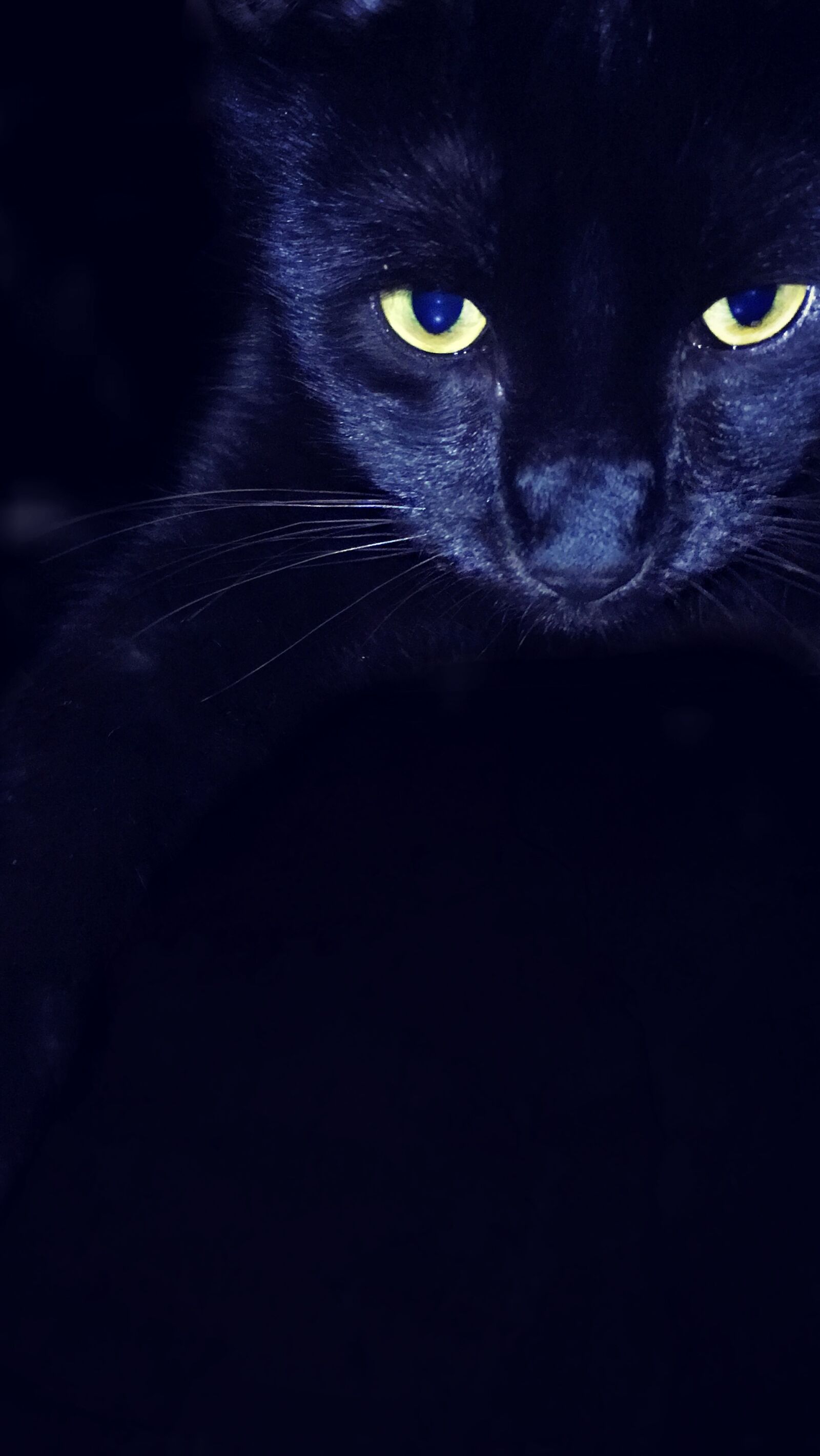 Apple iPhone 6s sample photo. Cat, domestic, rescue photography