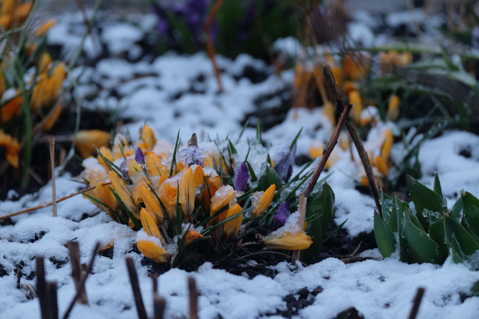 Fujifilm X-E2 sample photo. Winter, snow, crocus photography
