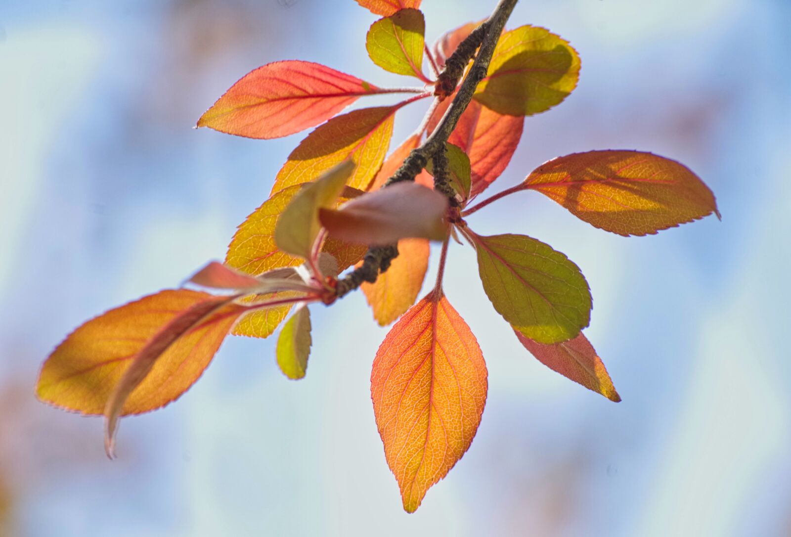 Pentax K-30 sample photo. Leaves, spring, light photography