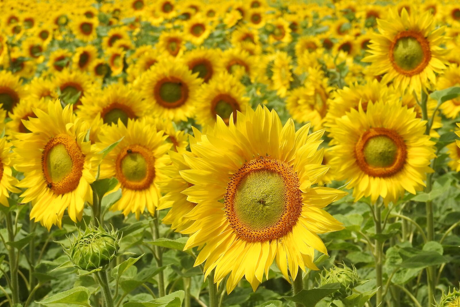 Nikon Coolpix P900 sample photo. Sunflower, blossom, bloom photography