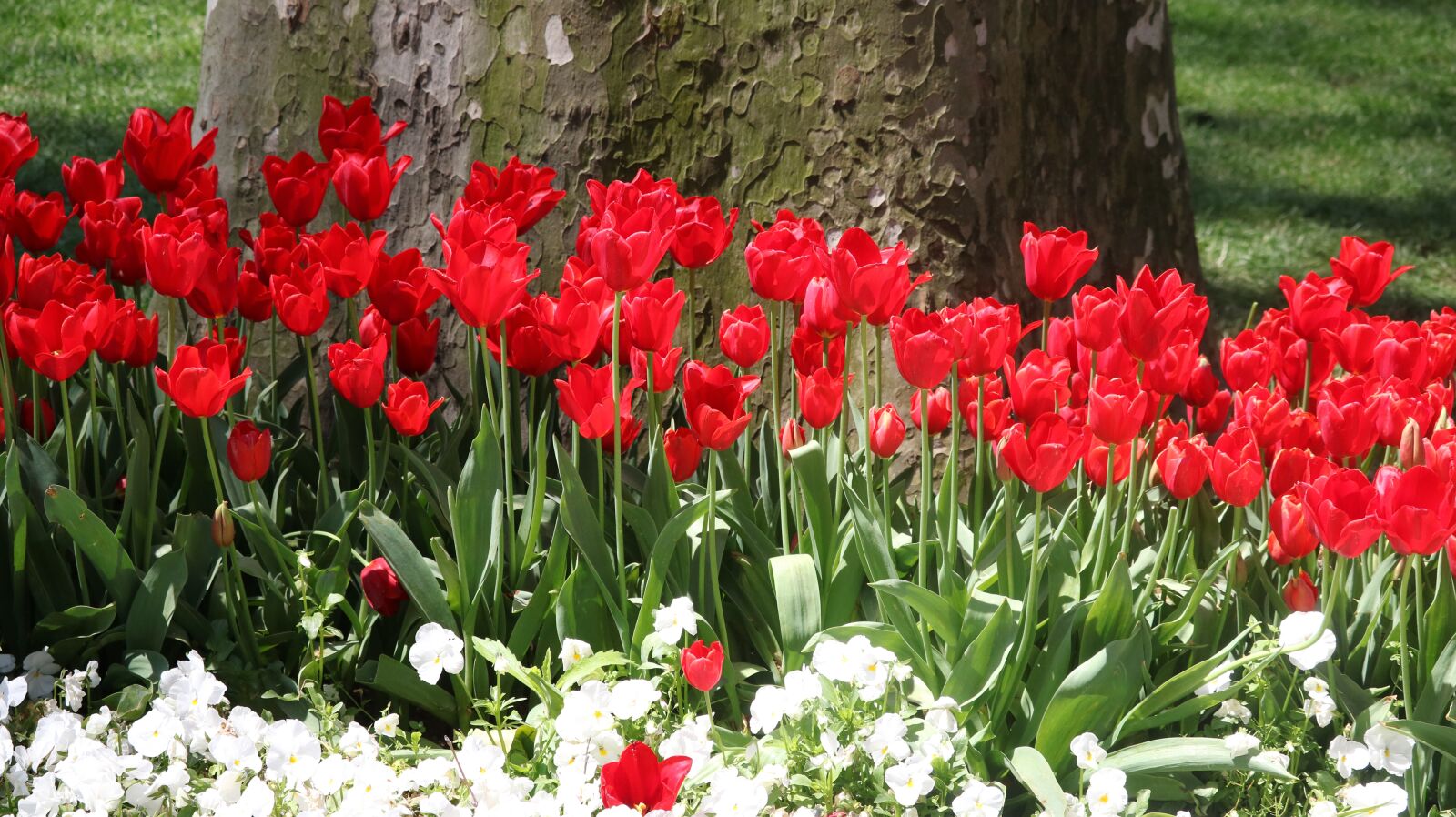 Canon EOS 750D (EOS Rebel T6i / EOS Kiss X8i) sample photo. Flower, tulip, garden photography