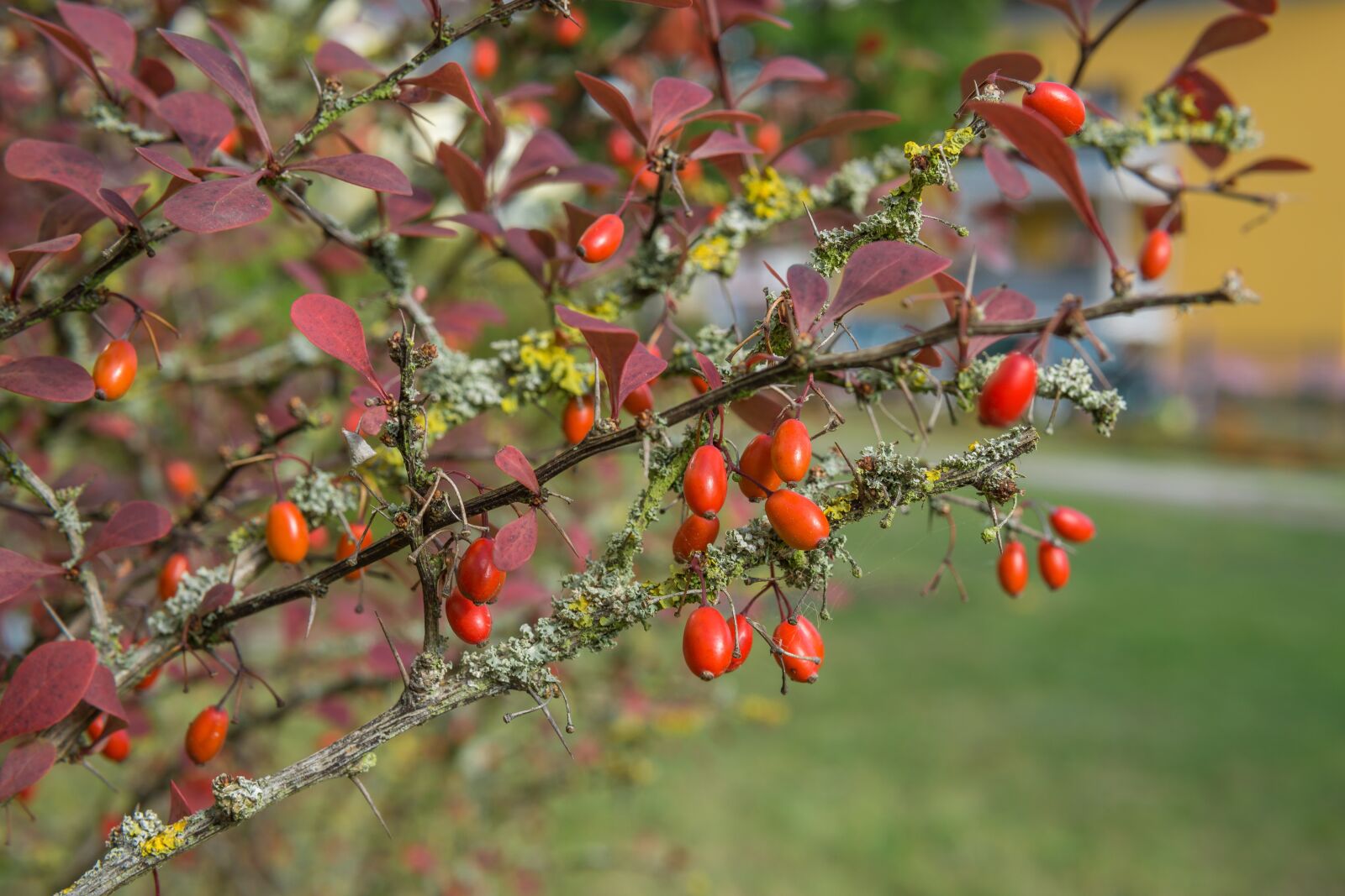 Sony a6000 sample photo. Shrub, berries, bush photography