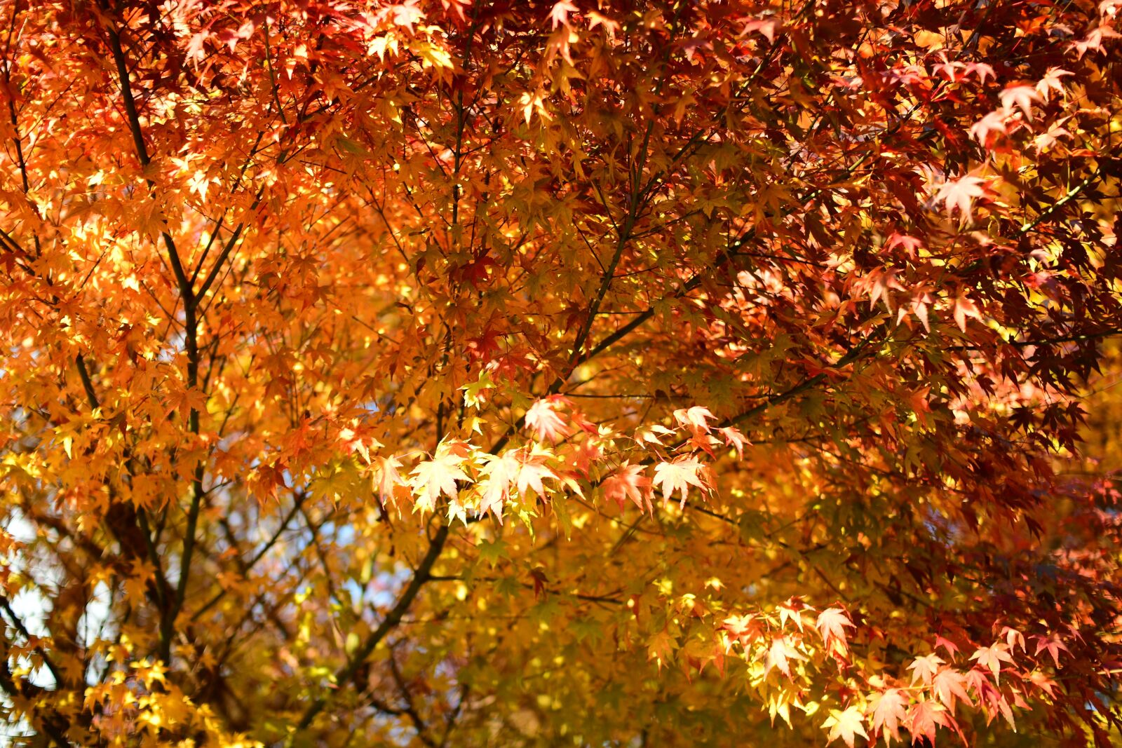 Nikon D500 sample photo. Autumnal leaves, maple, sun photography