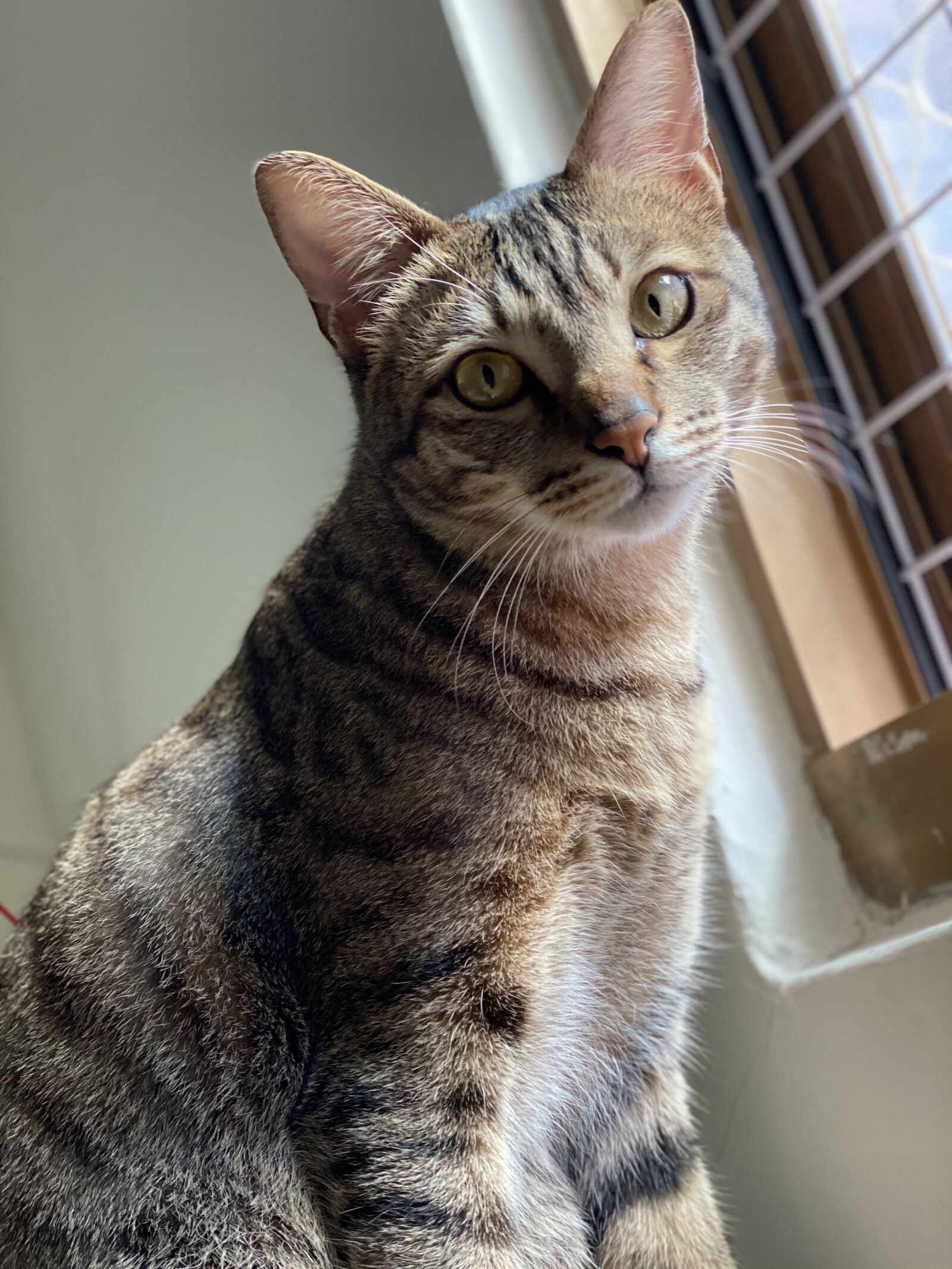 Apple iPhone 11 Pro sample photo. Cat, feline, animal photography