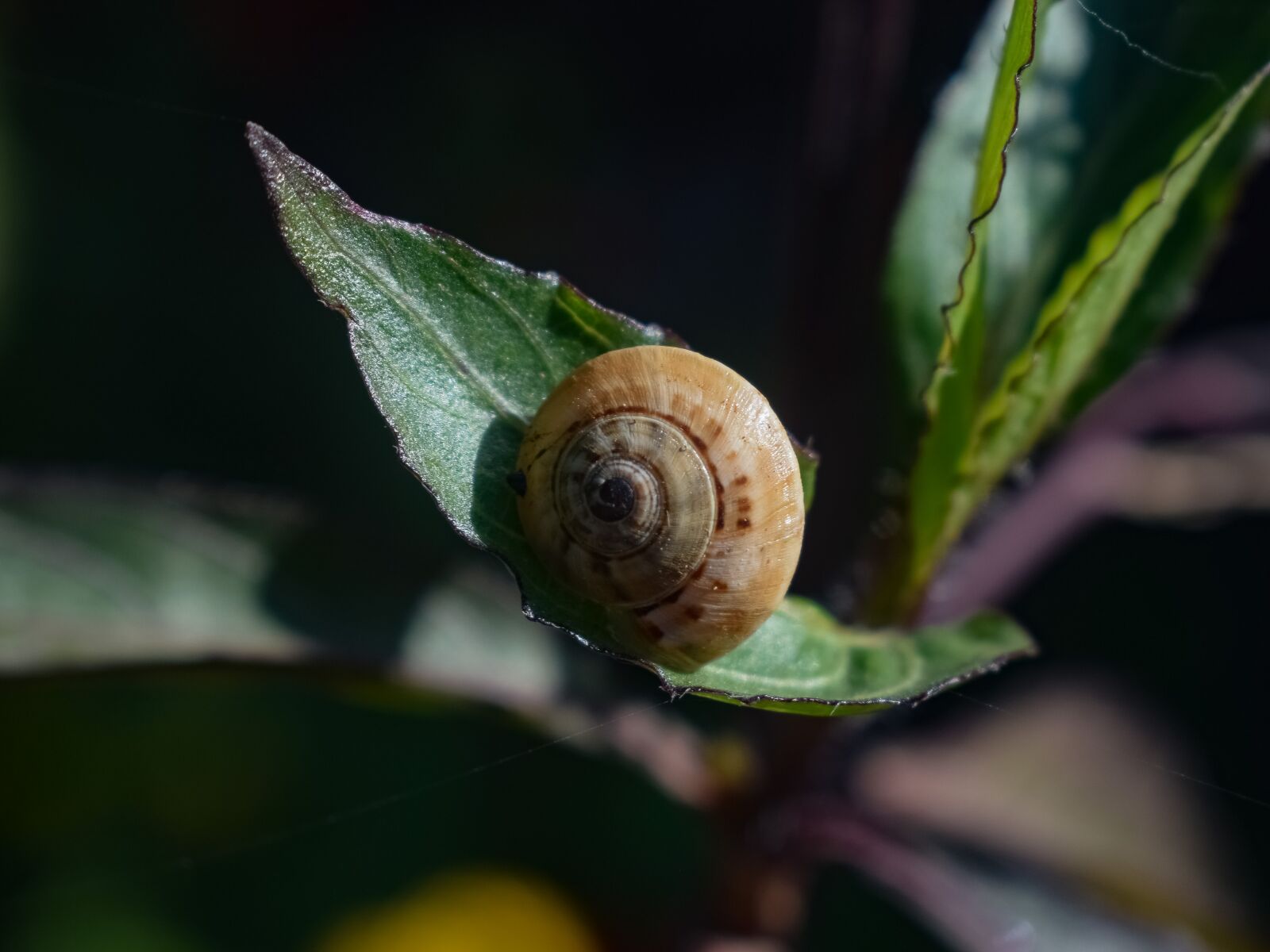 Nikon D3300 sample photo. Snail, invertebrate, gastropod photography
