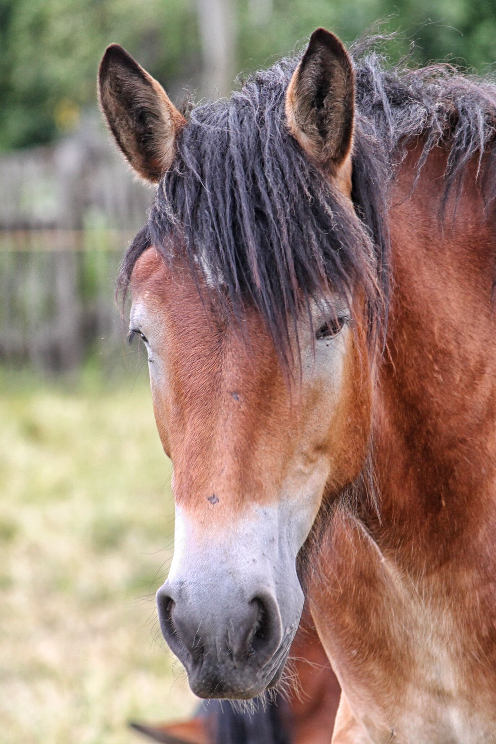 Canon EF-S 55-250mm F4-5.6 IS II sample photo. Horse head, horse, kaltblut photography