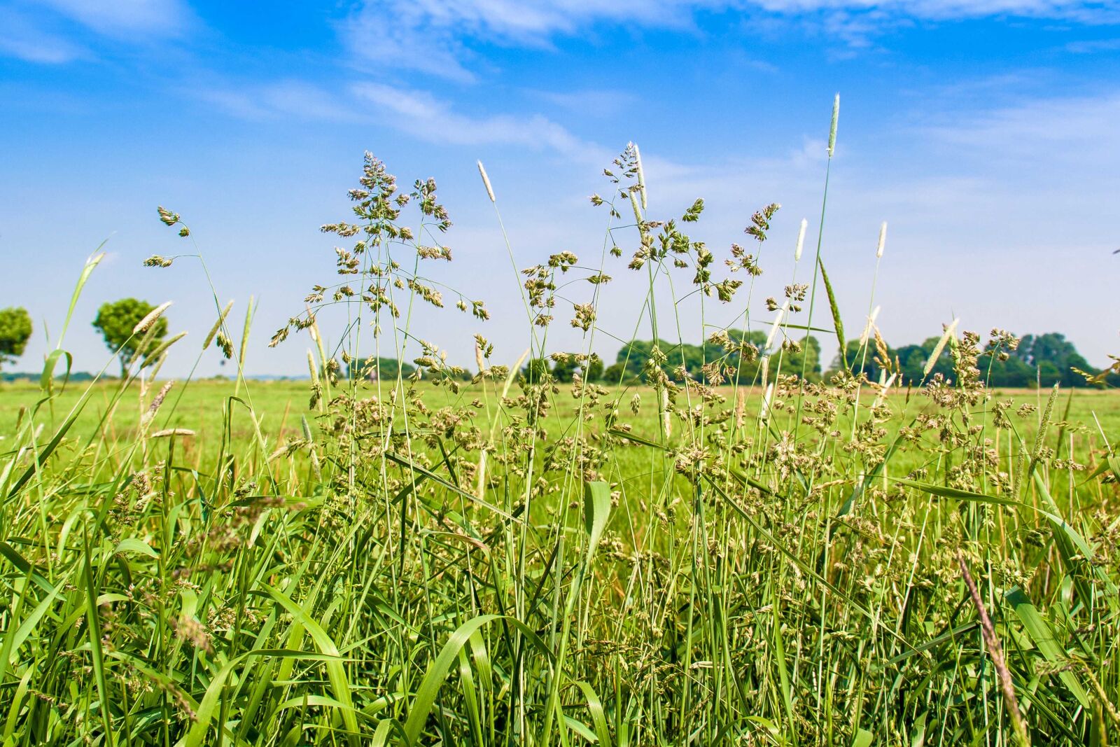 Canon EOS 1000D (EOS Digital Rebel XS / EOS Kiss F) sample photo. Meadow, sky, grass photography