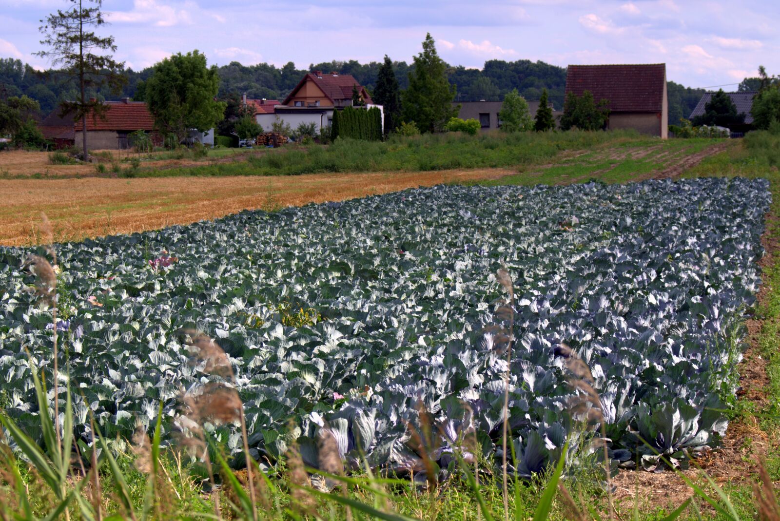 Pentax K-S2 sample photo. Cabbage, cabbage field, agriculture photography