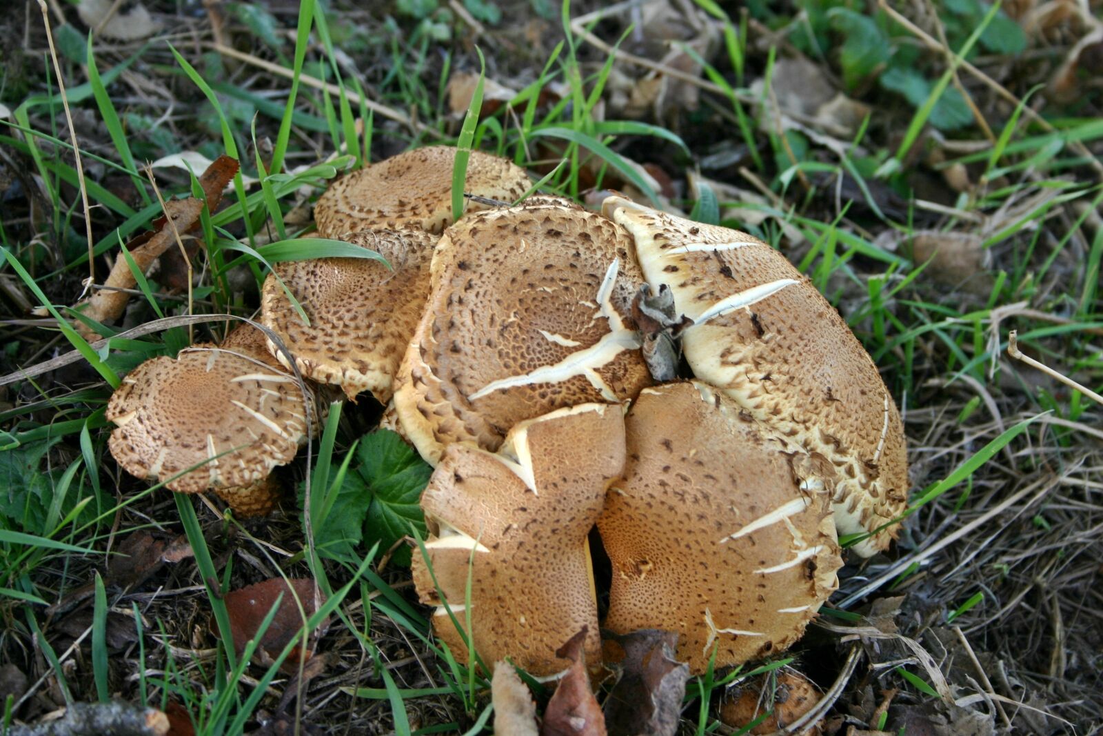 Canon EOS 300D (EOS Digital Rebel / EOS Kiss Digital) sample photo. Mushrooms, autumn, grass photography