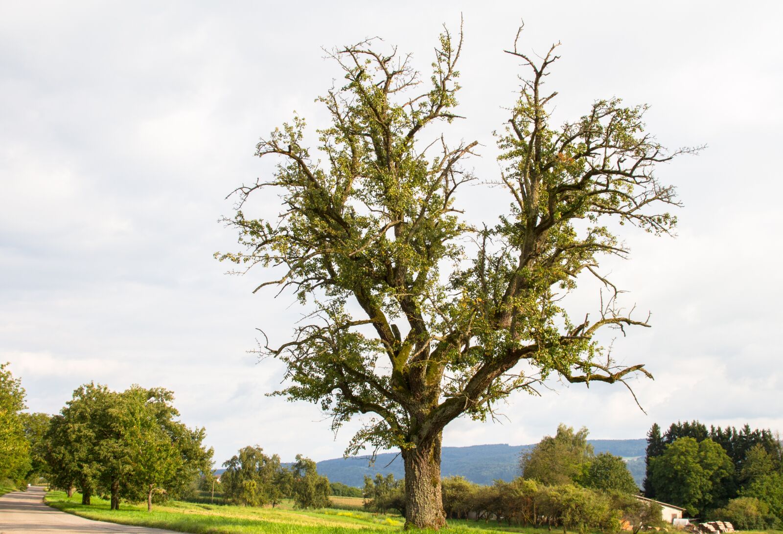 Canon EOS 7D sample photo. Pear, tree, old tree photography
