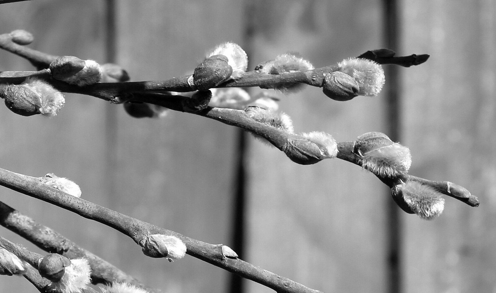 Canon EOS 1200D (EOS Rebel T5 / EOS Kiss X70 / EOS Hi) sample photo. Willow, sprig, the basis photography