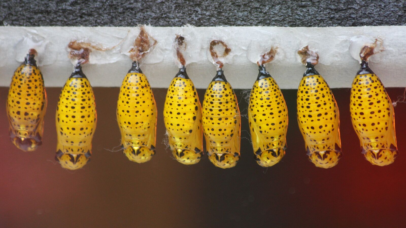 Canon EOS 40D sample photo. Butterfly, chrysalis, insect photography