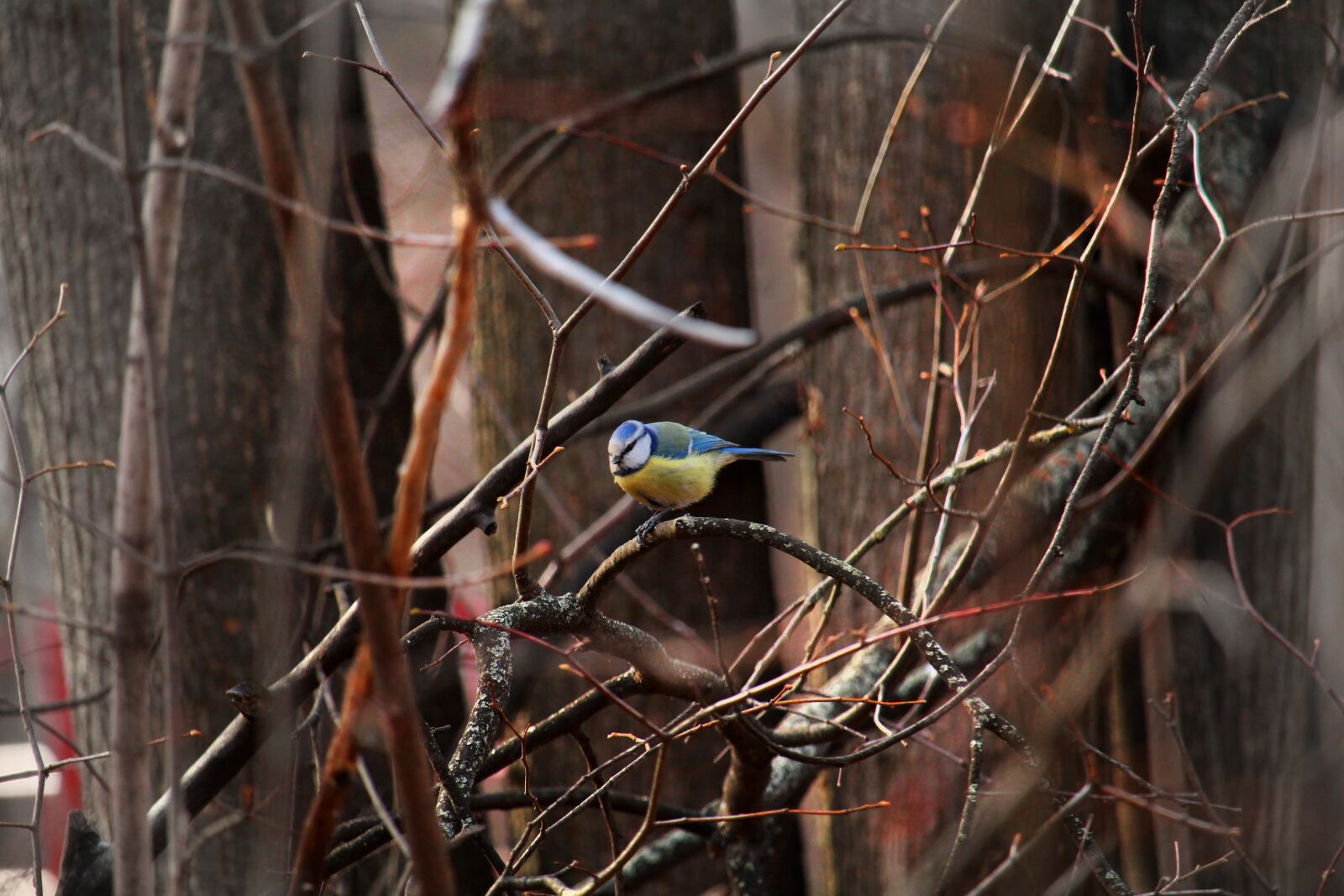 Canon EOS 1200D (EOS Rebel T5 / EOS Kiss X70 / EOS Hi) sample photo. Tit, branch, bird photography