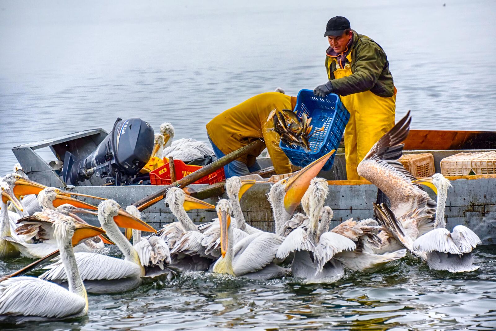 Nikon D5300 sample photo. Pelicans, lake, fishers photography