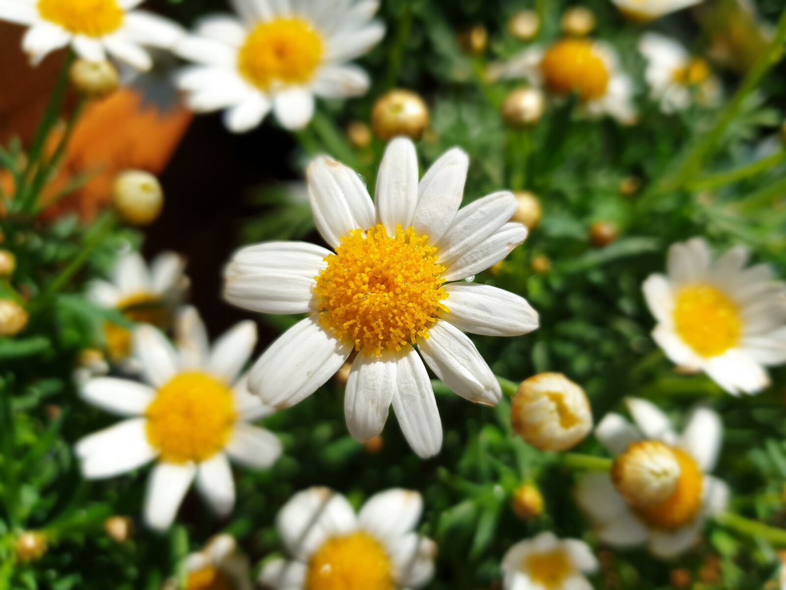 Samsung Galaxy S9 sample photo. Daisy, garden, gardening photography