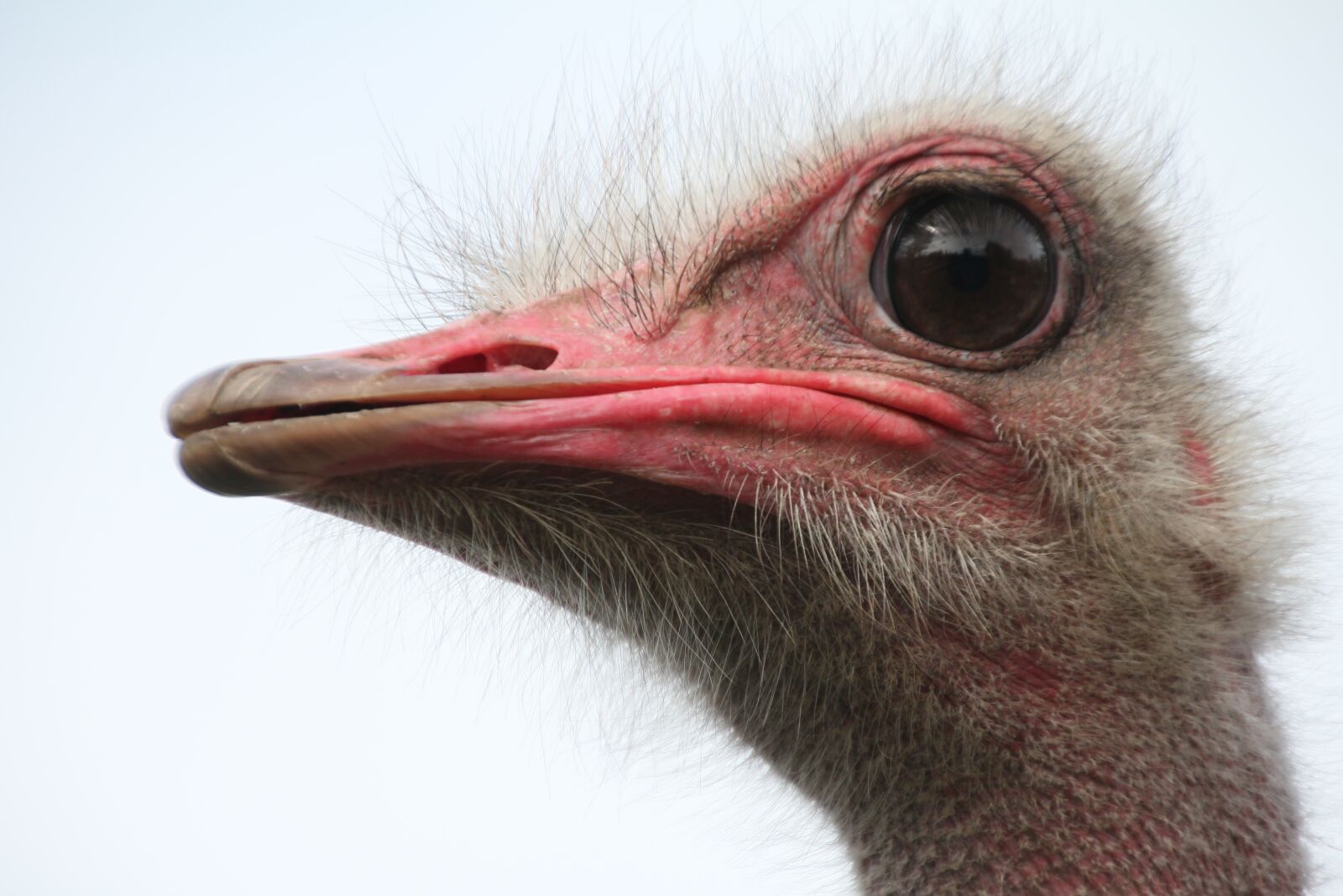 Canon EOS 60D sample photo. Bouquet, bird, ostrich photography