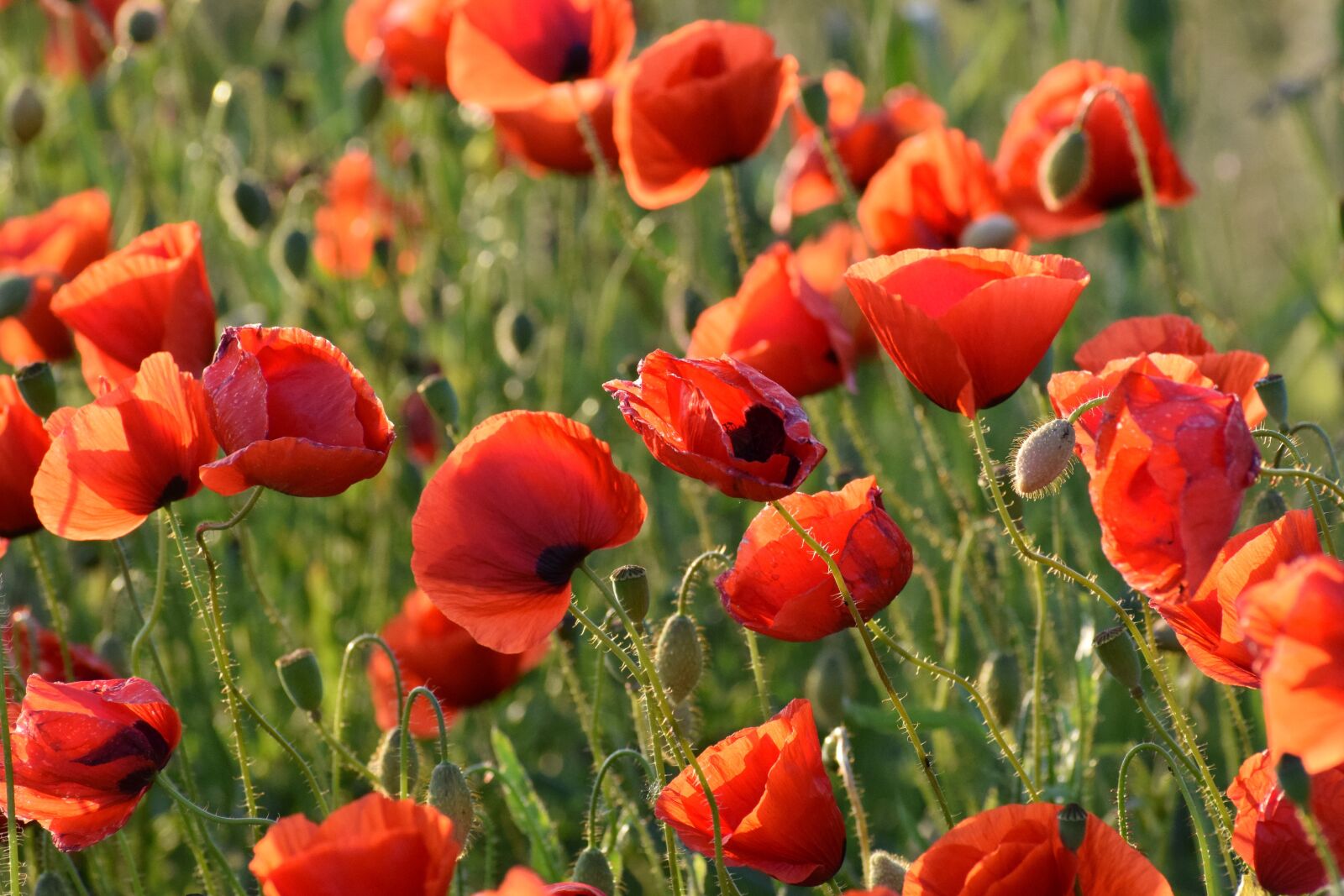 Nikon D3300 sample photo. Red poppys, evening, sunset photography