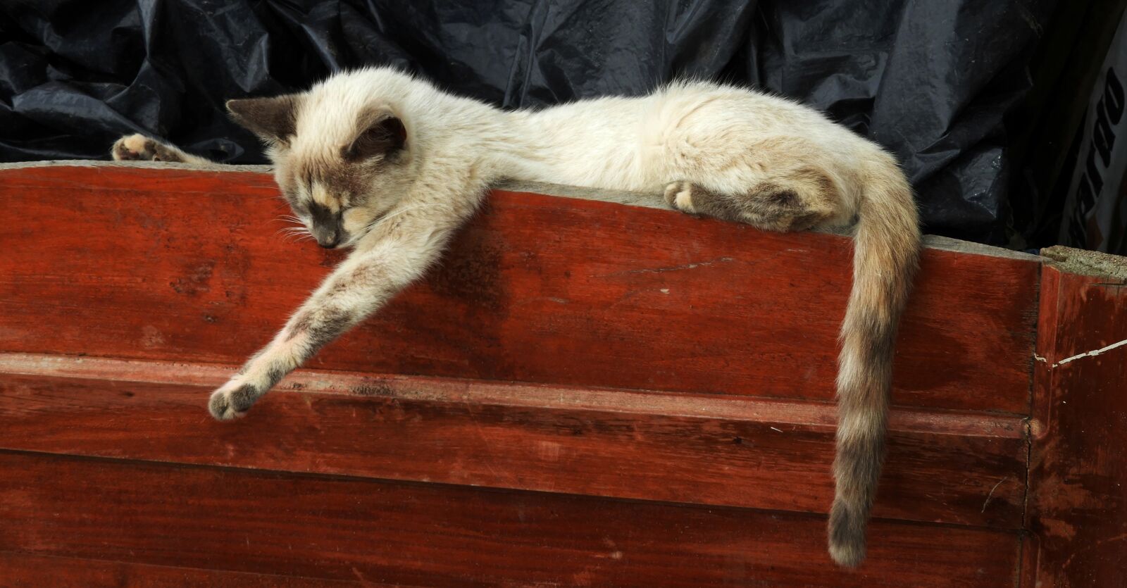 Nikon Coolpix B700 sample photo. Nature, cat, sleep photography