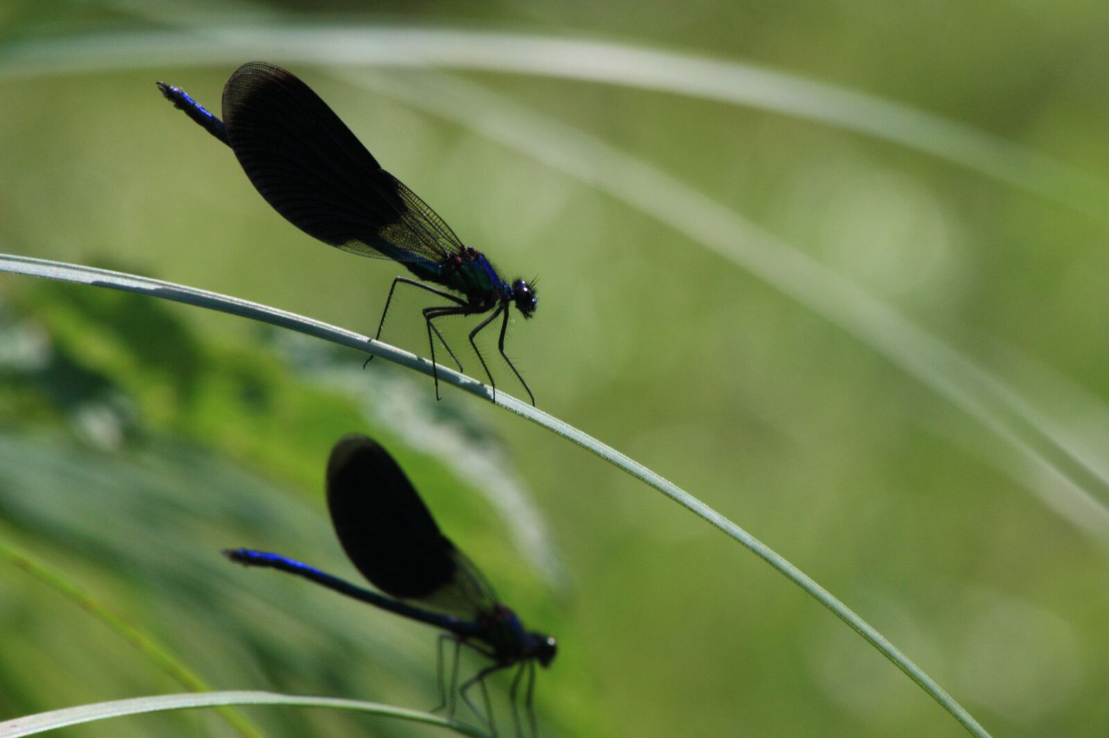 Canon EOS 450D (EOS Rebel XSi / EOS Kiss X2) sample photo. Dragonflies, grass, summer photography