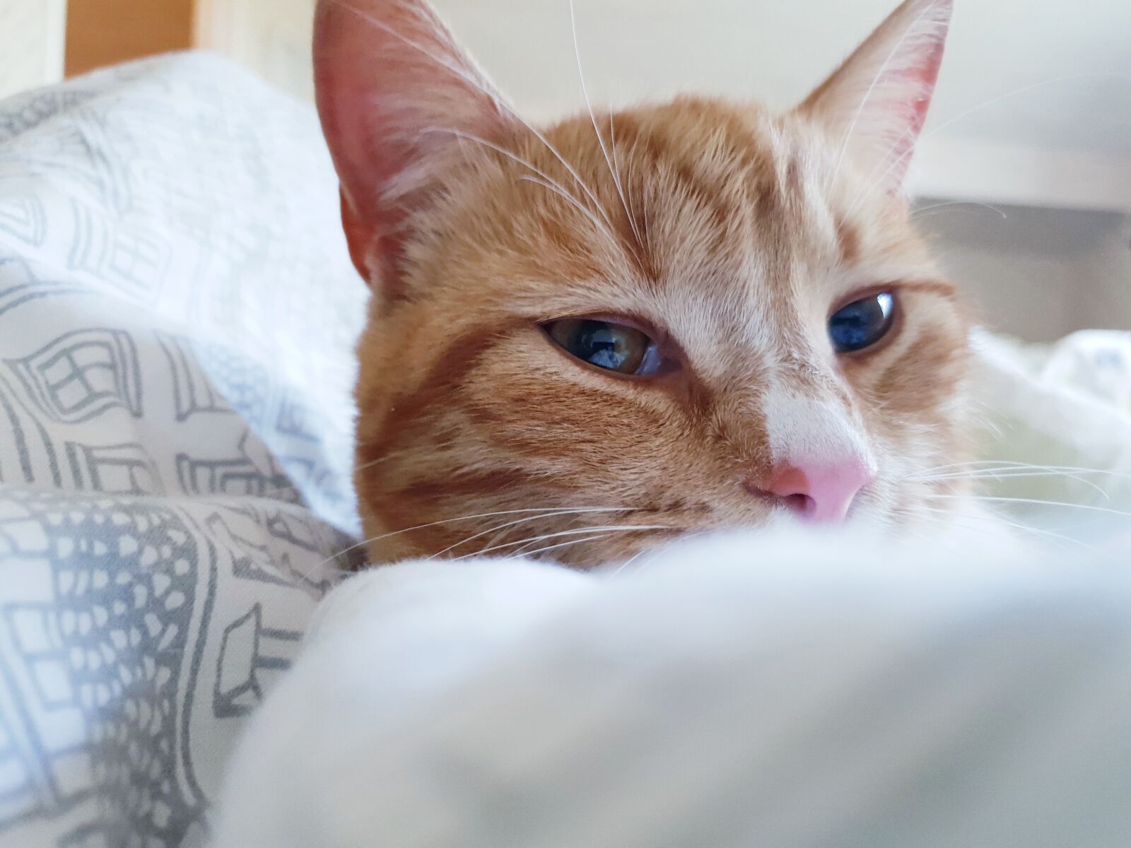 Samsung Galaxy S9+ sample photo. Cat, pet, kitty photography