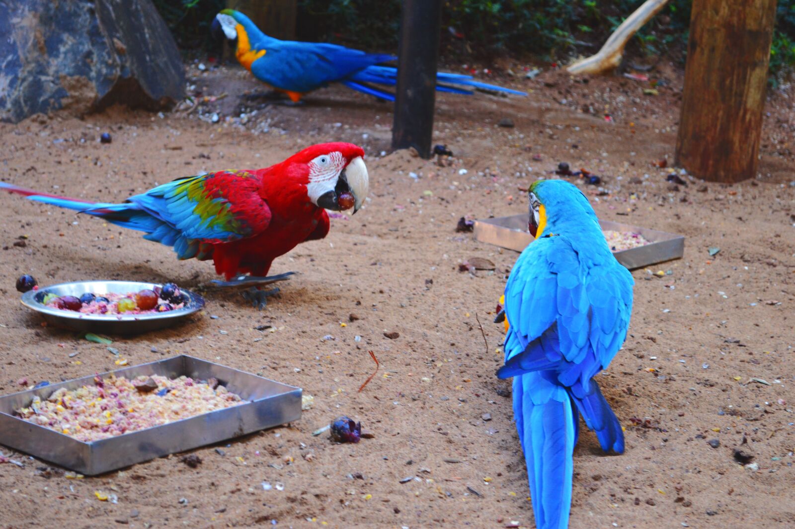 Nikon D3200 sample photo. Arara, blue, colorful photography