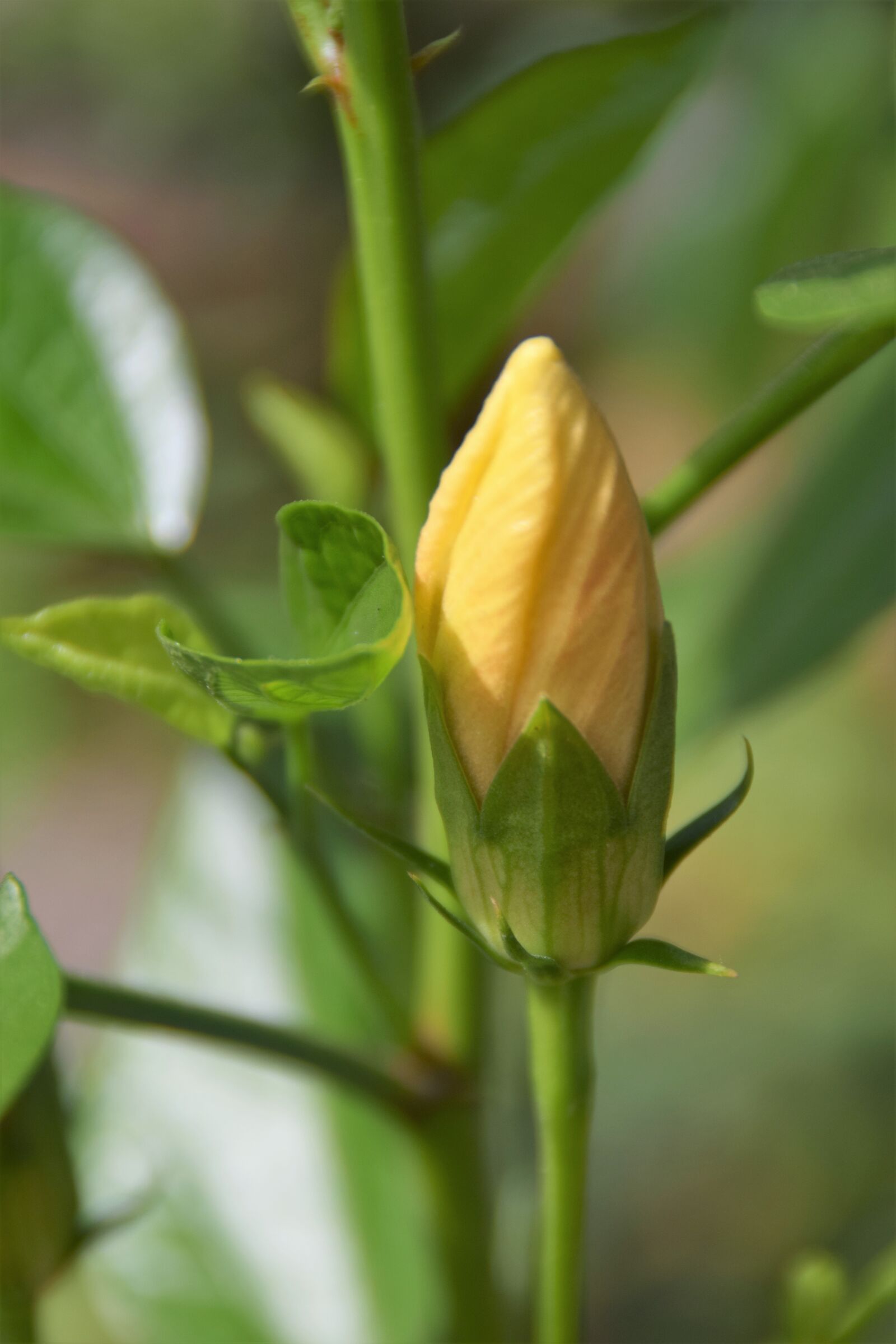 Nikon D5300 sample photo. Hibiscus, bud, yellow photography