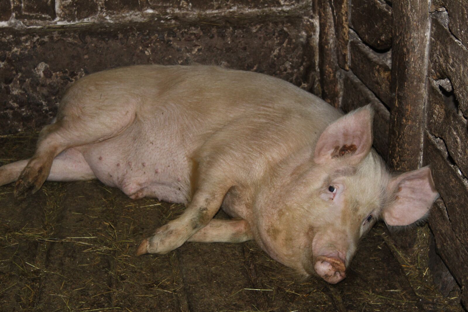 Canon EOS 1200D (EOS Rebel T5 / EOS Kiss X70 / EOS Hi) sample photo. Pig, farm, piglet photography