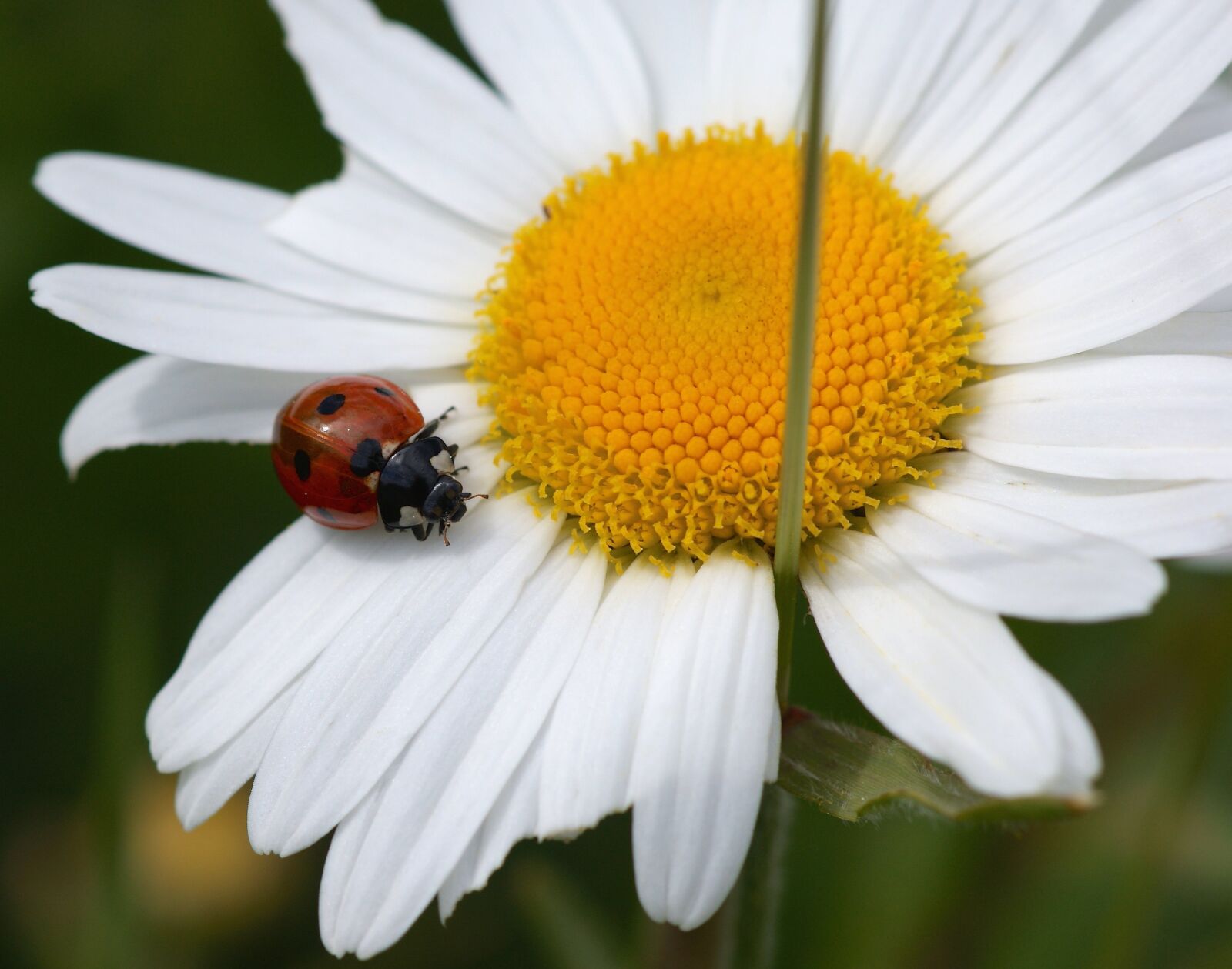 Sony Alpha DSLR-A350 sample photo. Marguerite, ladybug, nature photography