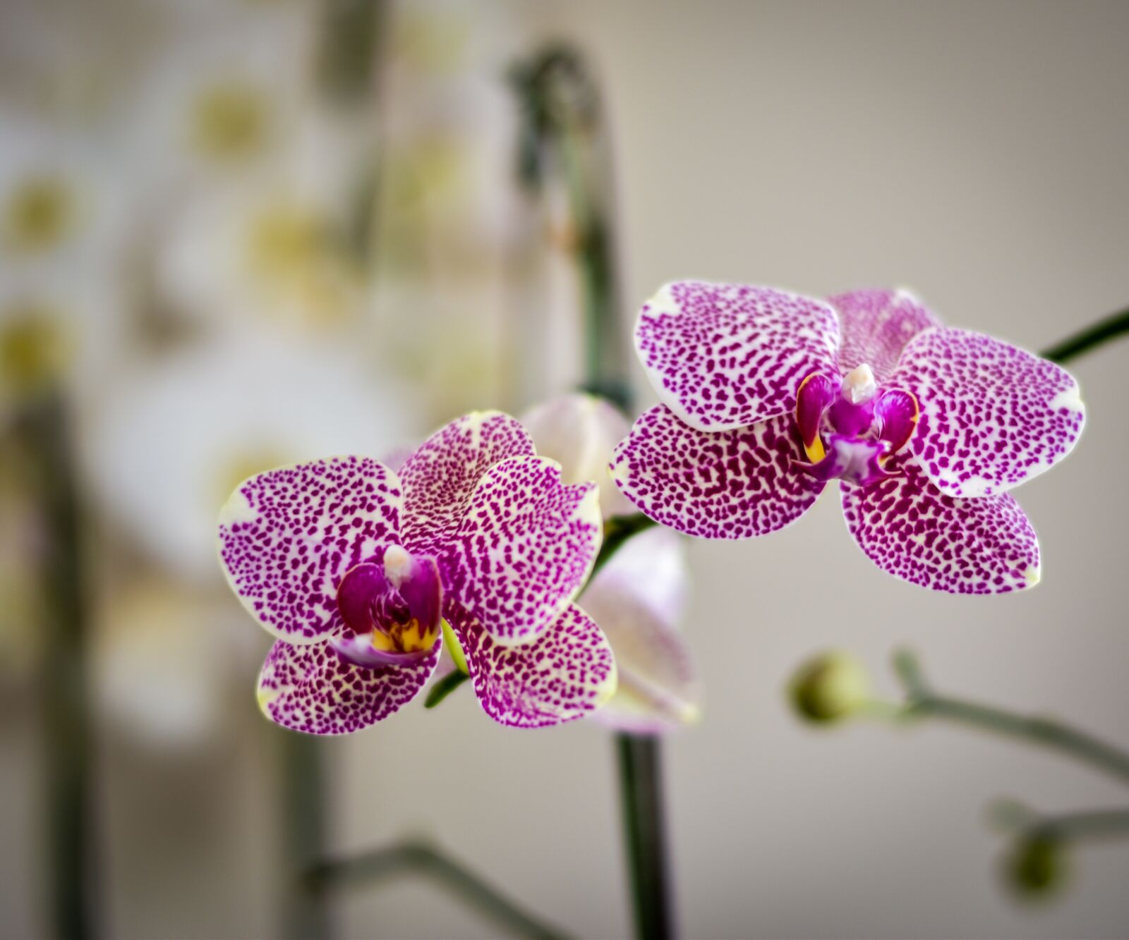 Nikon D5500 sample photo. Flower, flora, phalaenopsis photography