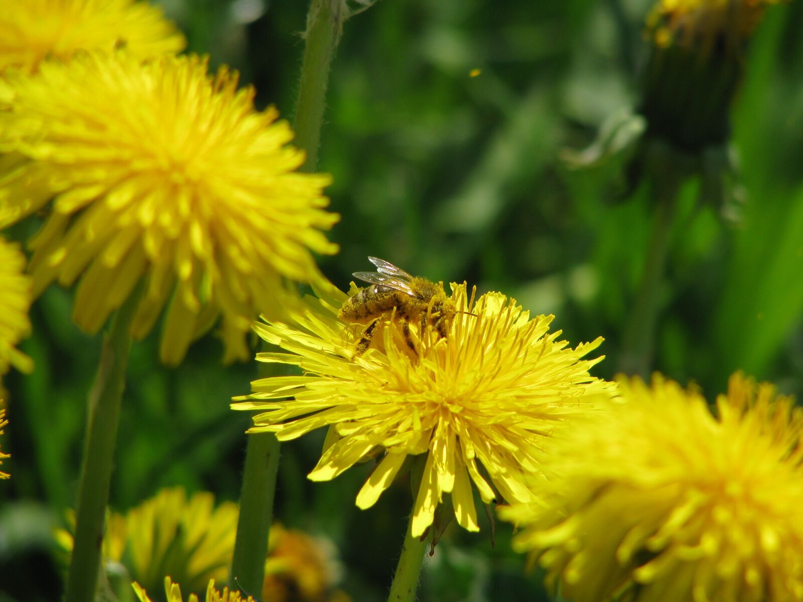 Canon POWERSHOT S5 IS sample photo. Bee, pollen, insect photography