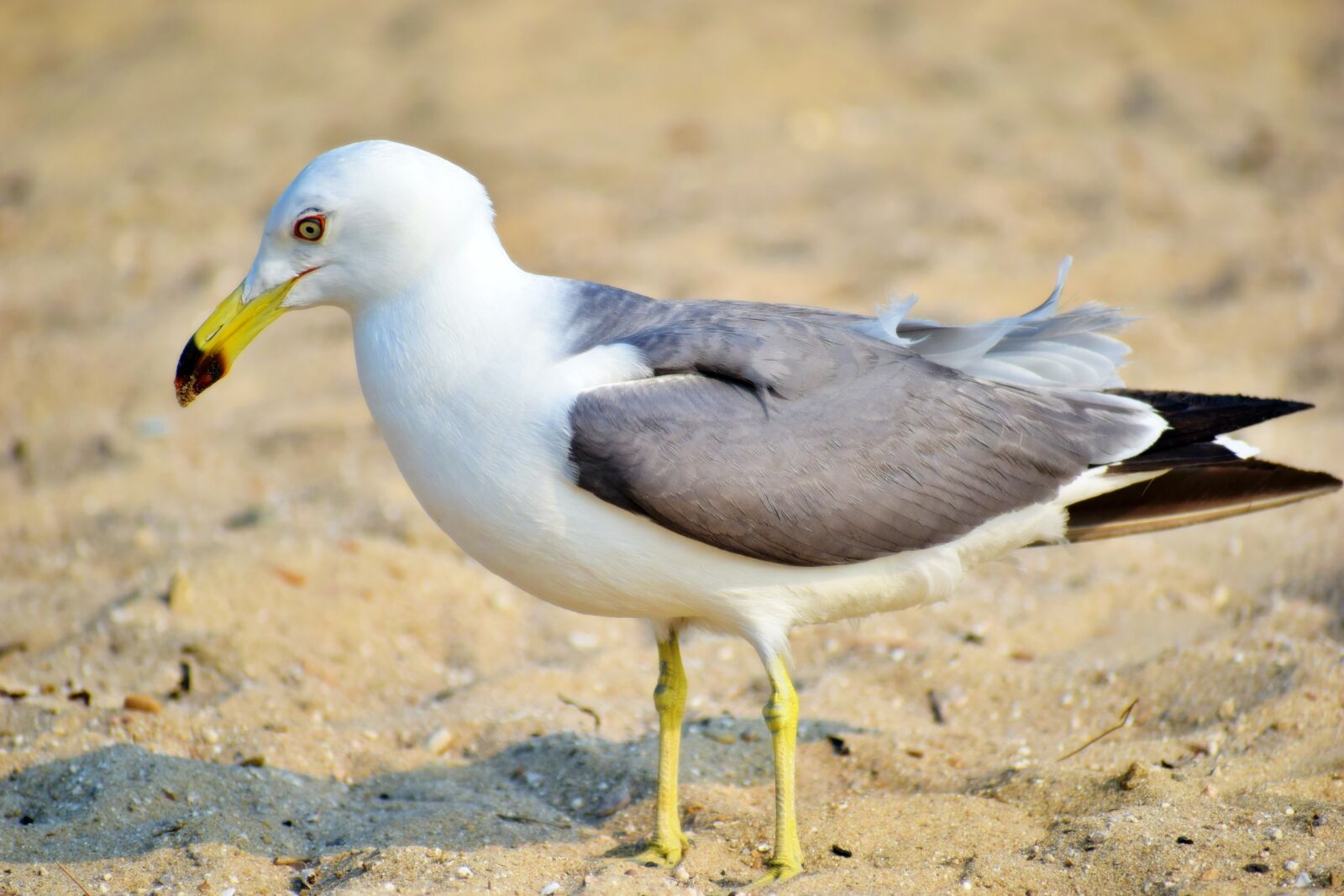 Nikon D5300 sample photo. Daebudo, seagull, zoom shot photography