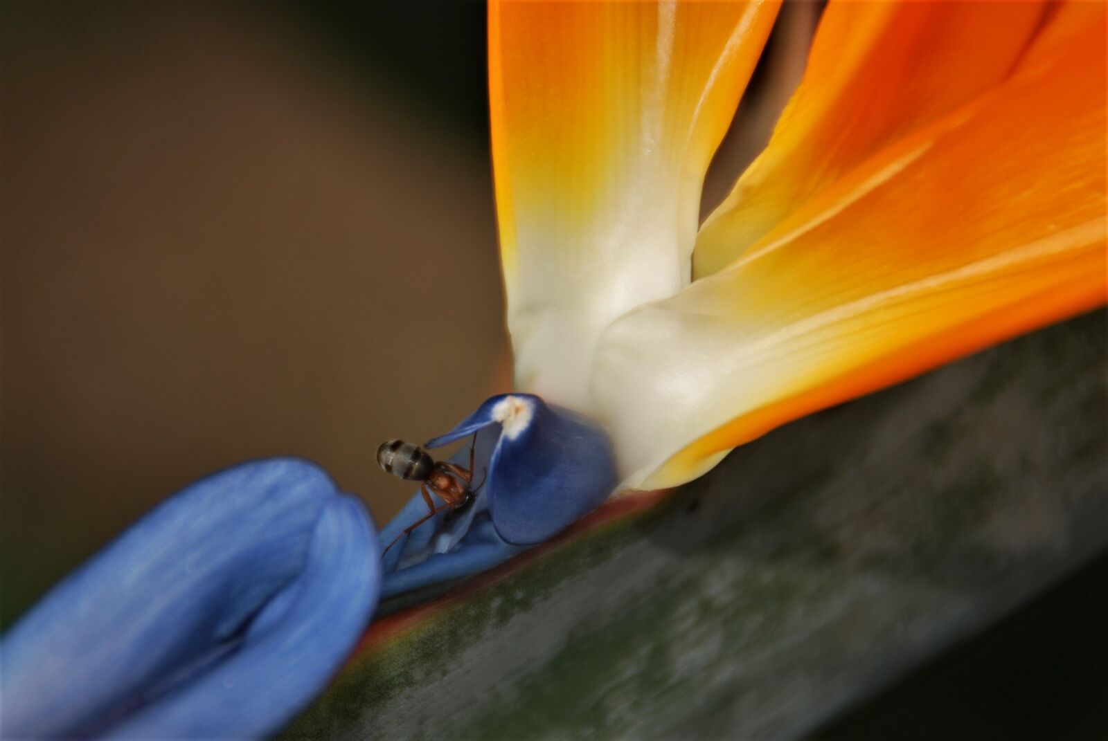Nikon D80 sample photo. Flower, bird of paradise photography