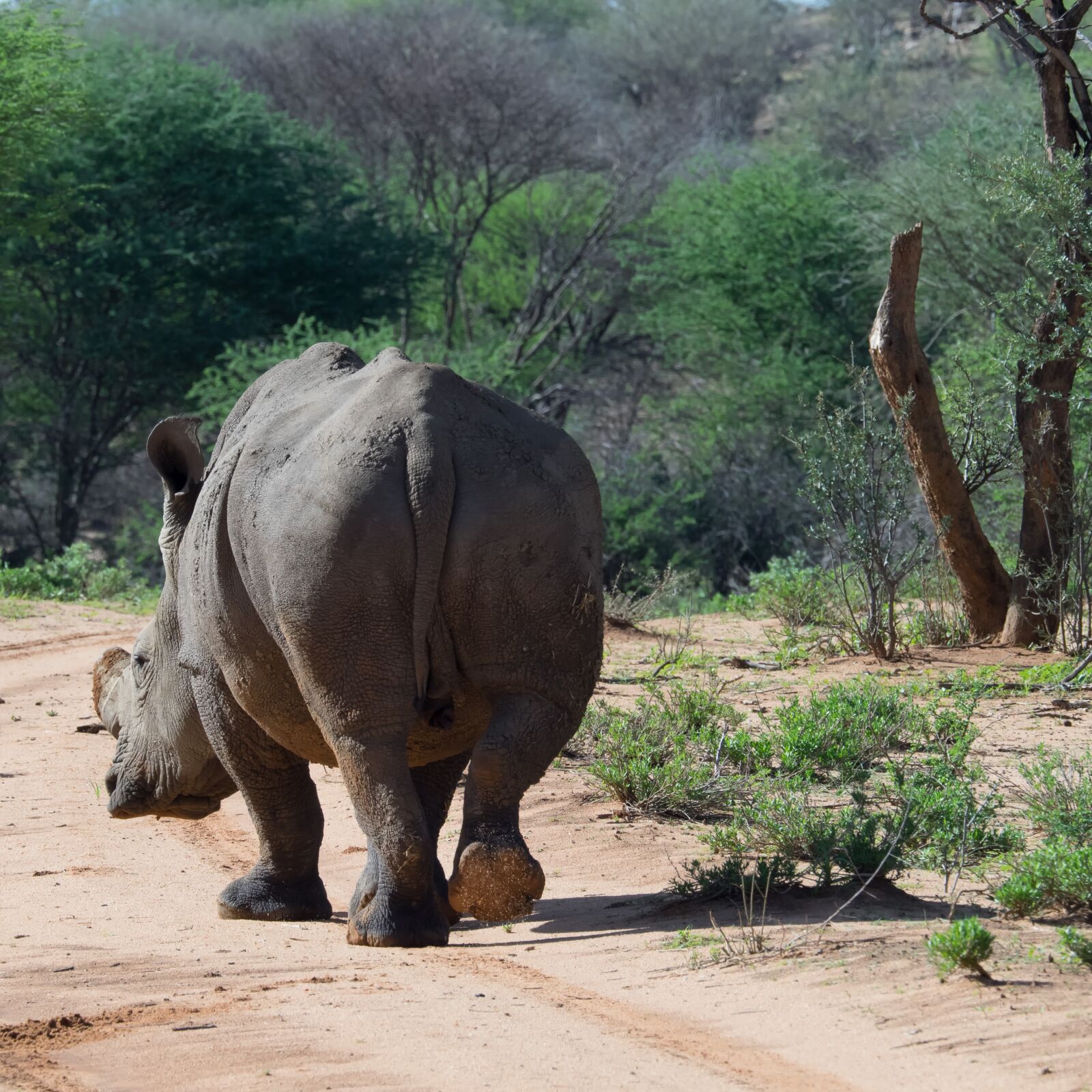 Olympus OM-D E-M1 + Olympus M.Zuiko Digital ED 40-150mm F2.8 Pro sample photo. Rhino, mammal, namibia photography