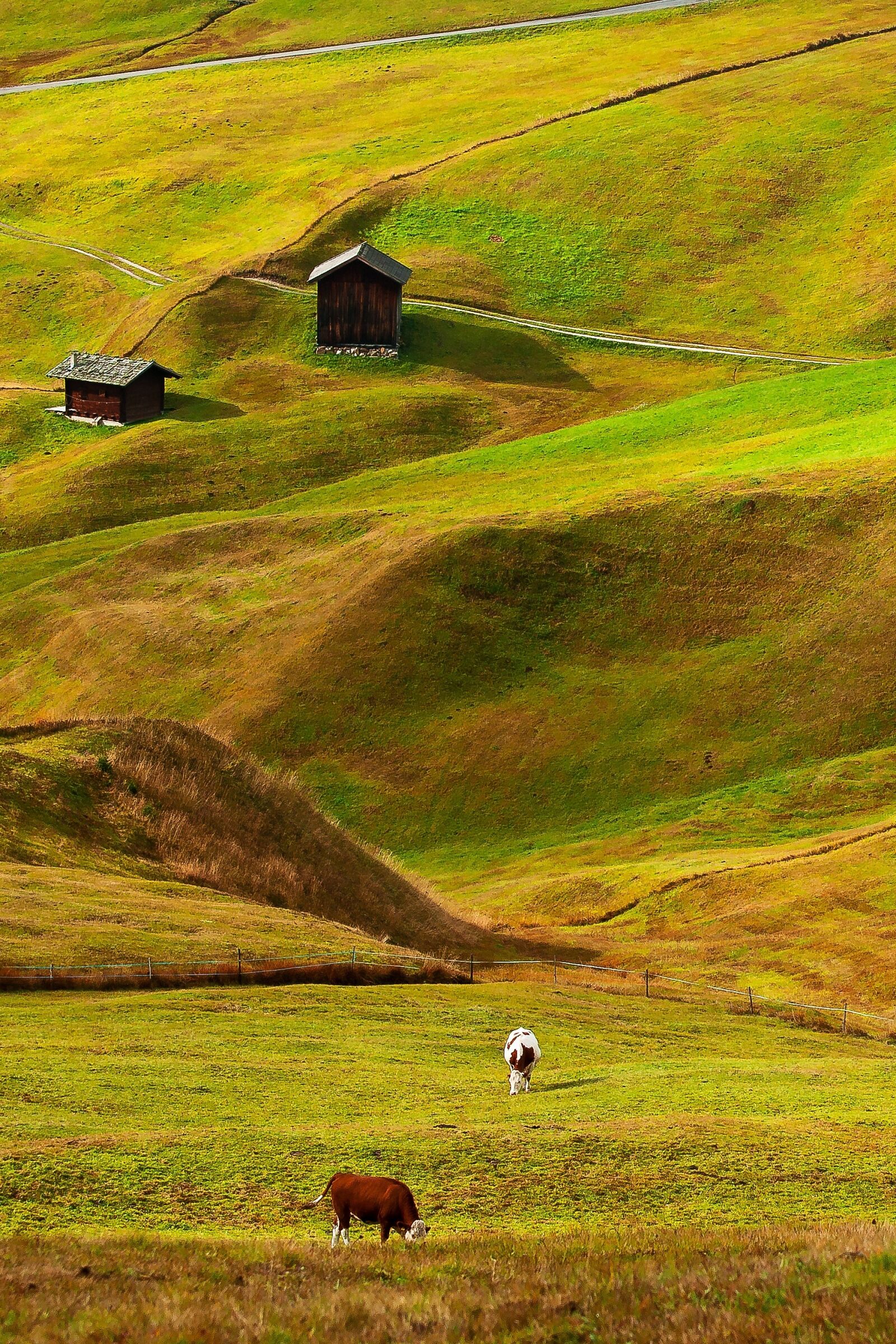 Nikon D5000 sample photo. Meadow, cows, cottage photography