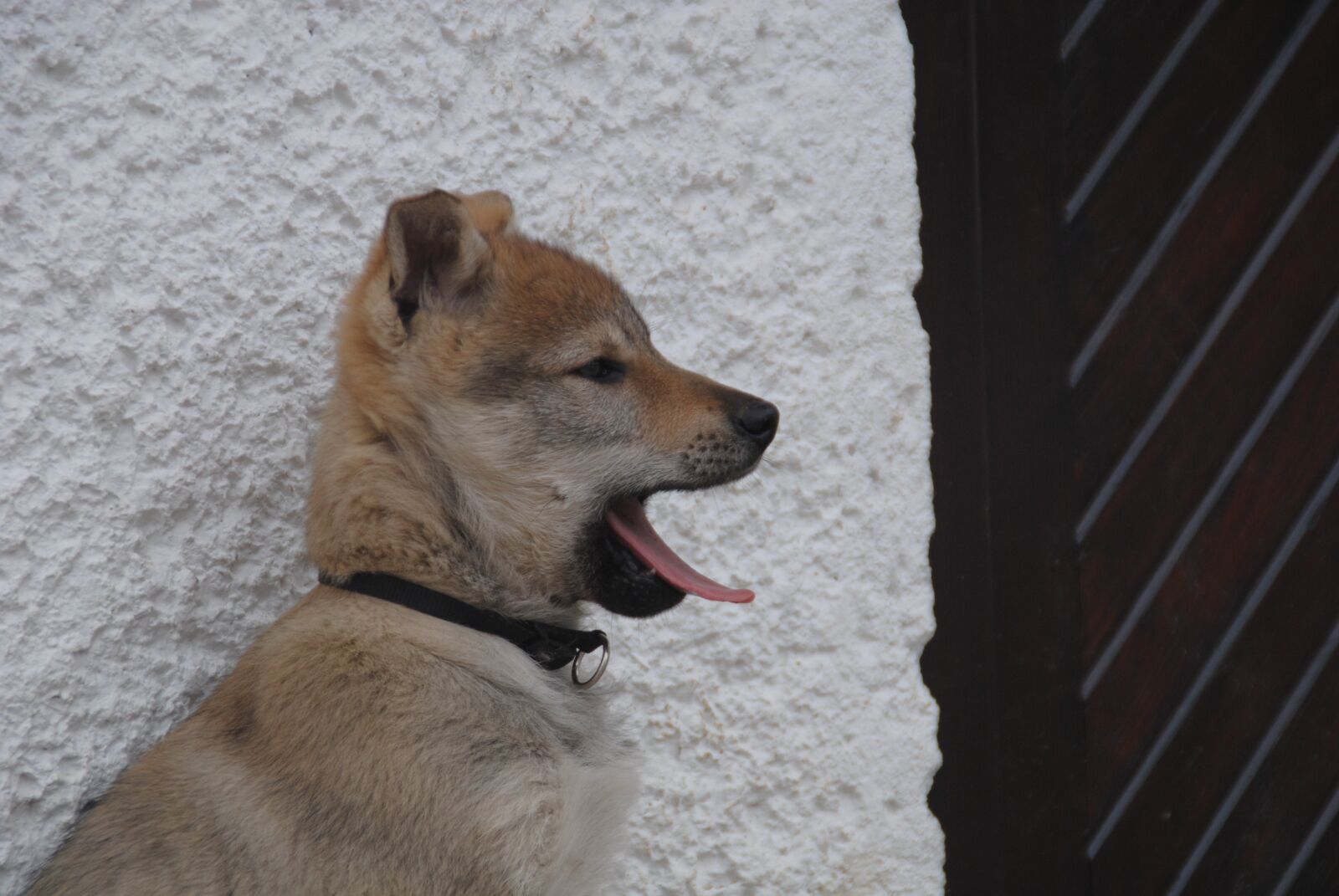 Nikon D3000 sample photo. Dog, puppy, animal photography